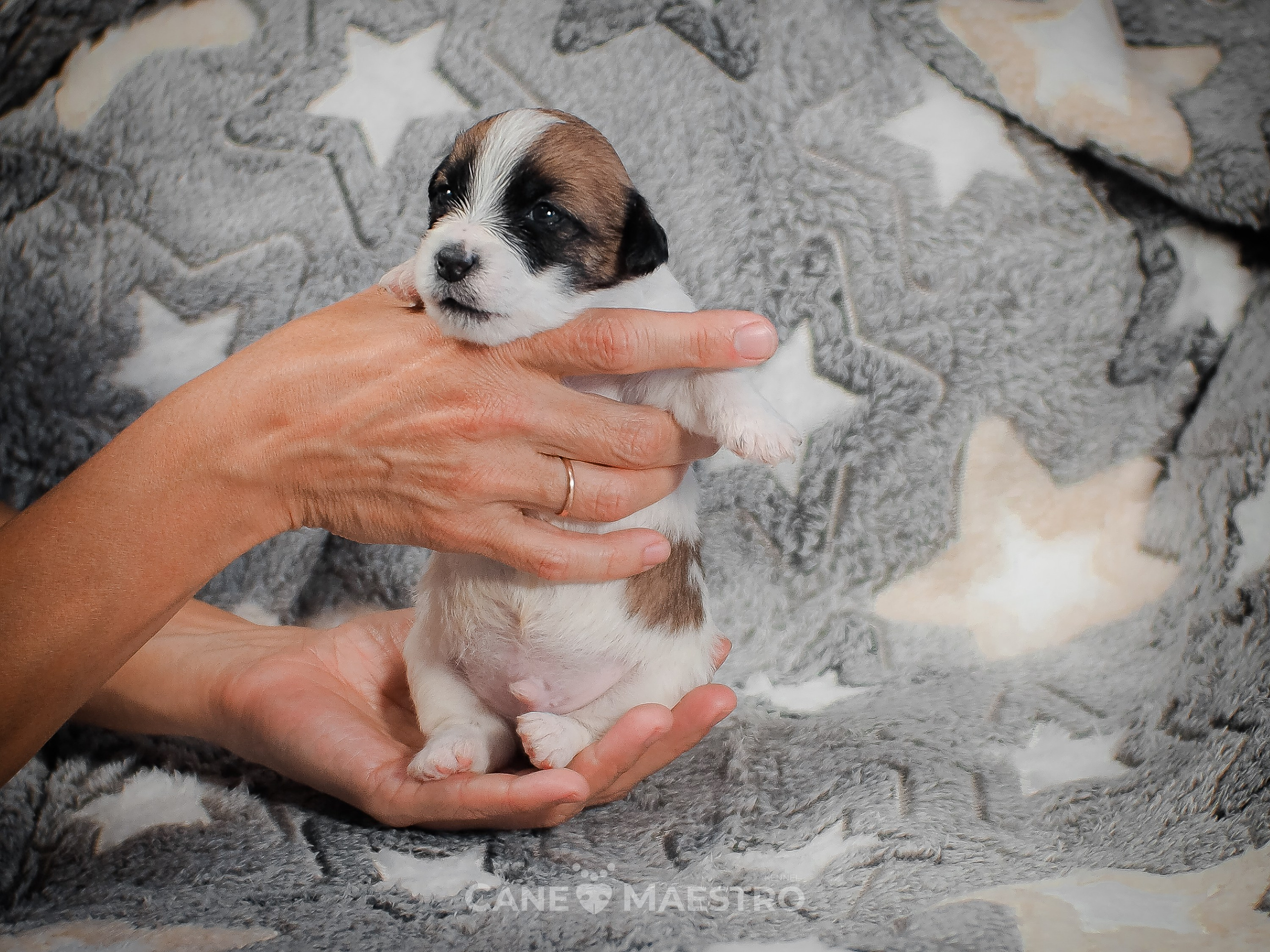 КОБЛ_5_БР_27. CANE MAESTRO — kennel Jack Russell Terrier