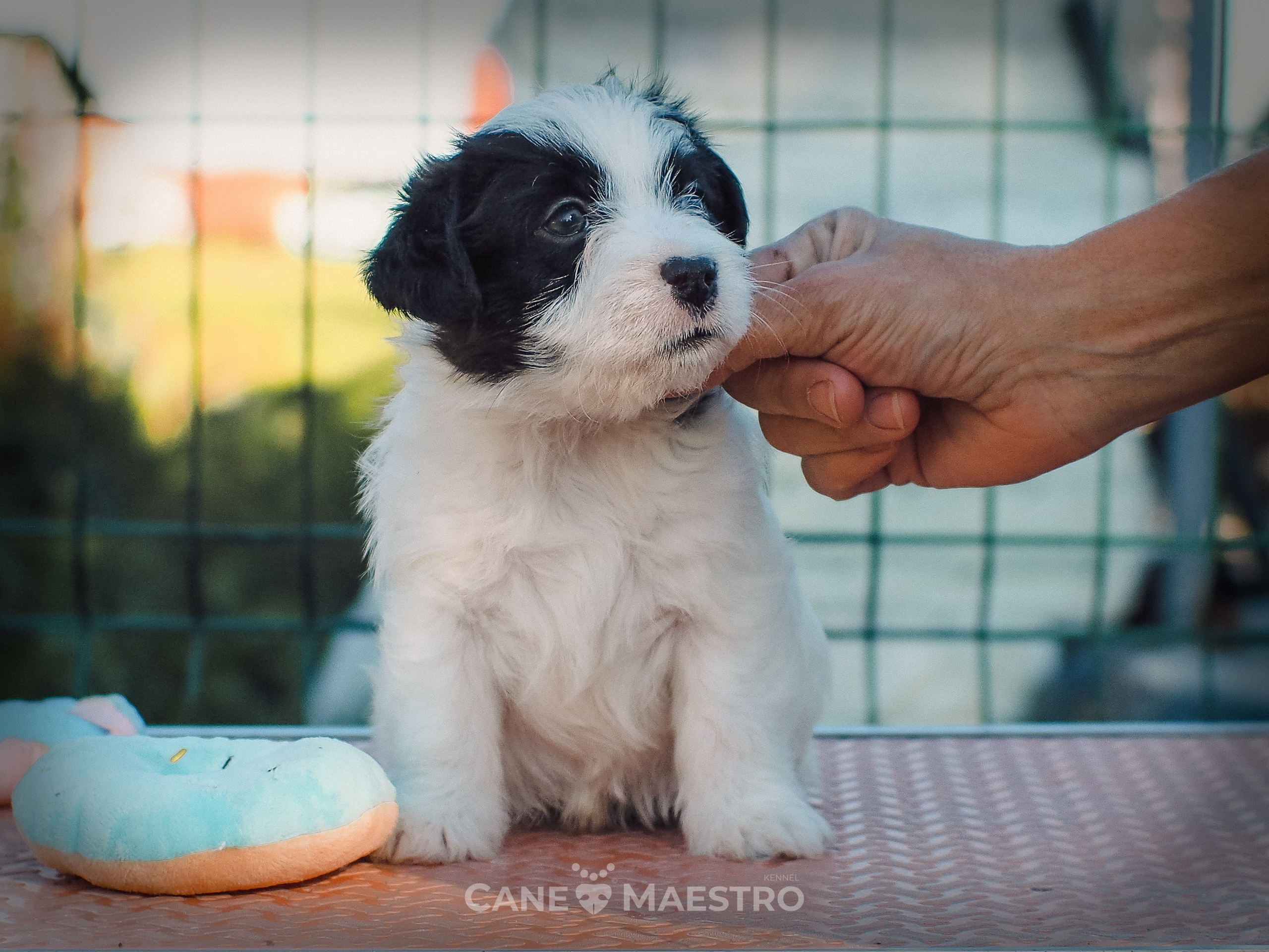 КОБZ_4_ЧБ_27_08_25. CANE MAESTRO — kennel Jack Russell Terrier
