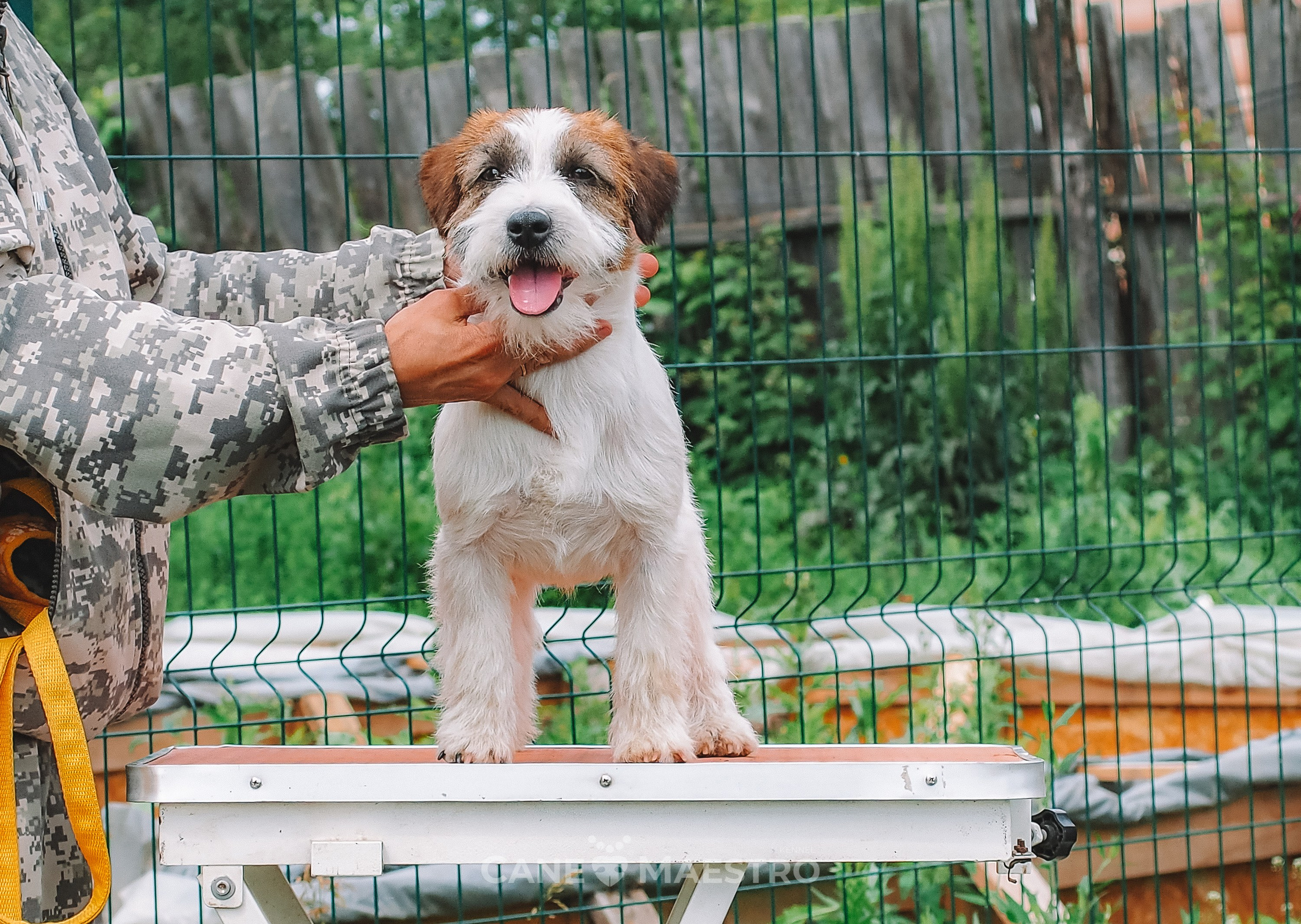 Кобель ХАН СОЛО. CANE MAESTRO — kennel Jack Russell Terrier
