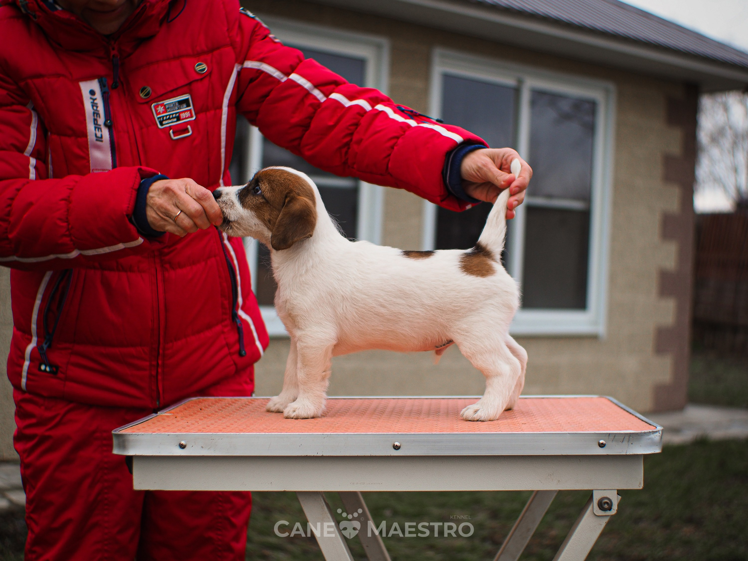 3КОБЛ_СНЕГОВИК. CANE MAESTRO — kennel Jack Russell Terrier
