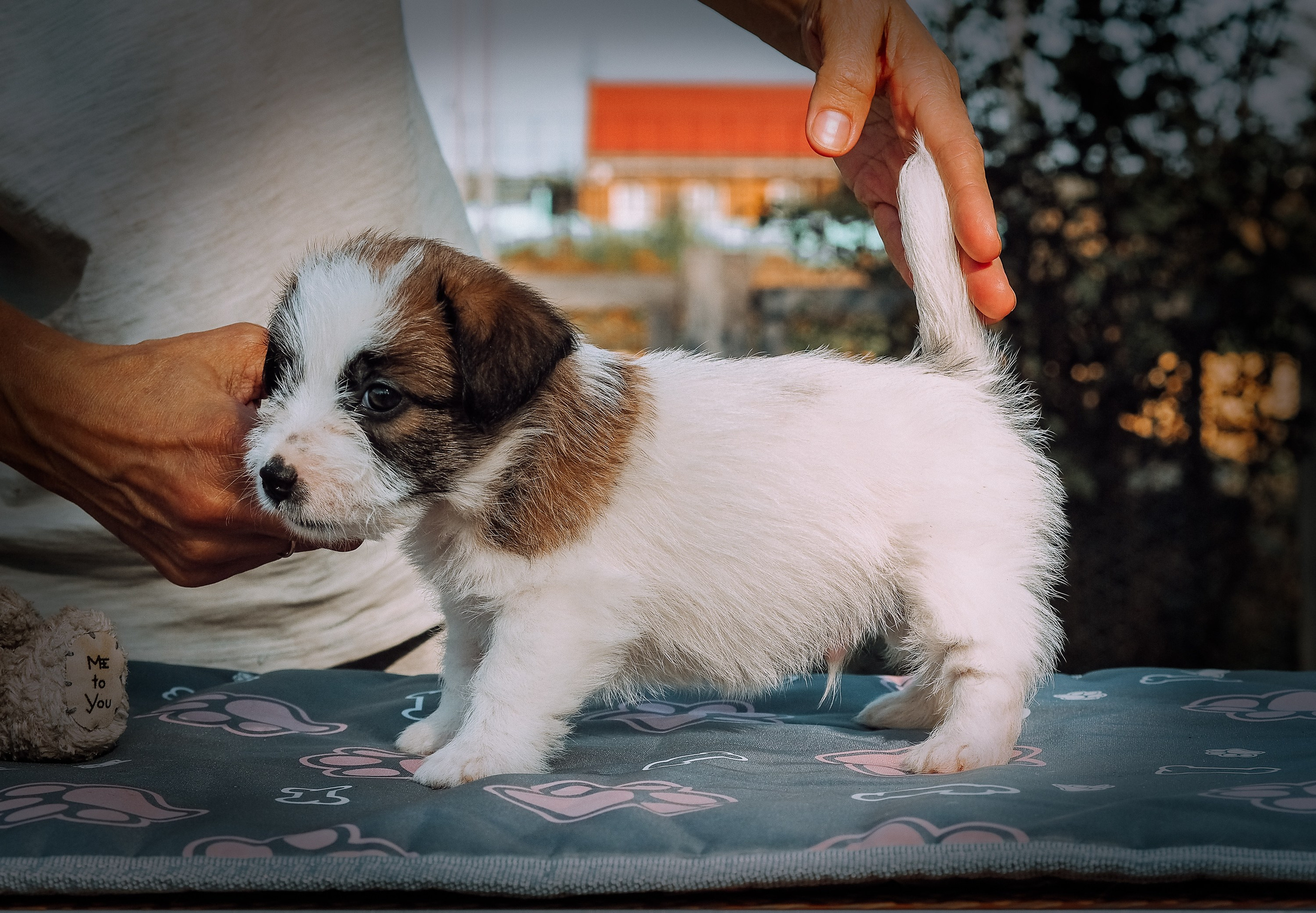 X_MAL_3_БРЫЖ. CANE MAESTRO — kennel Jack Russell Terrier