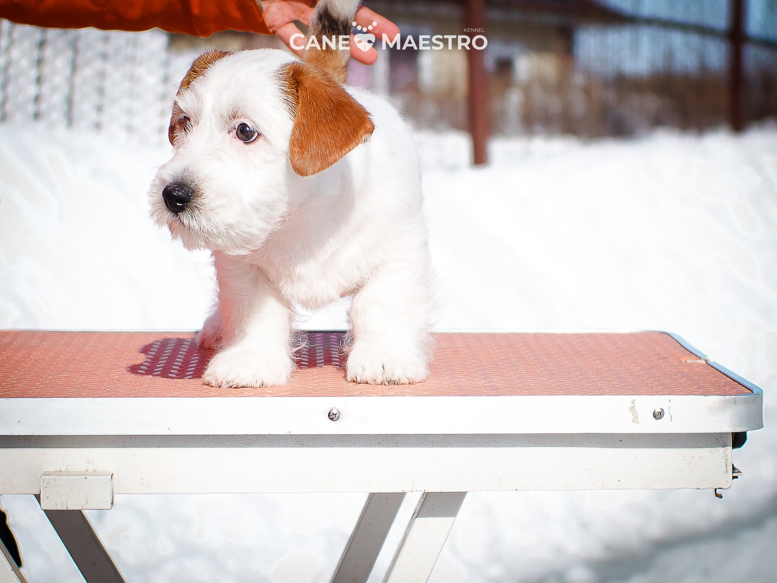 КОБ_Б_МОНОКЛЬ. CANE MAESTRO — kennel Jack Russell Terrier