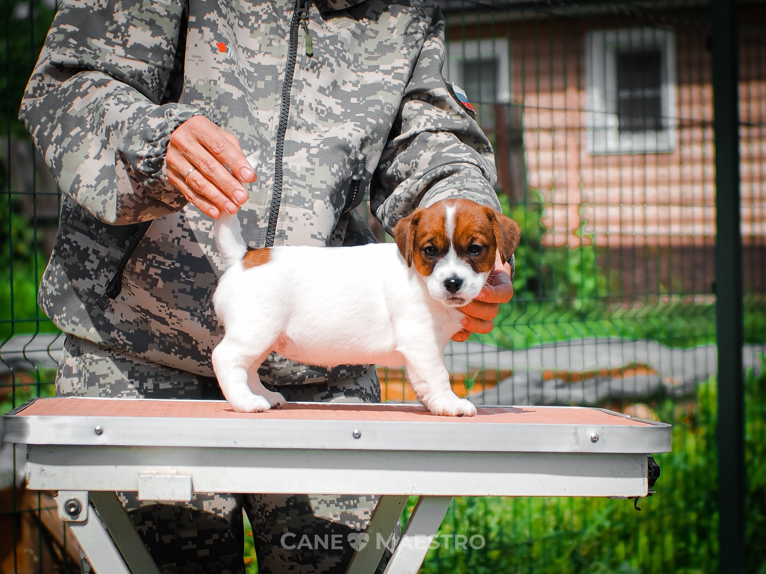 Ш_FEMALE_SHIZGARA. CANE MAESTRO — kennel Jack Russell Terrier