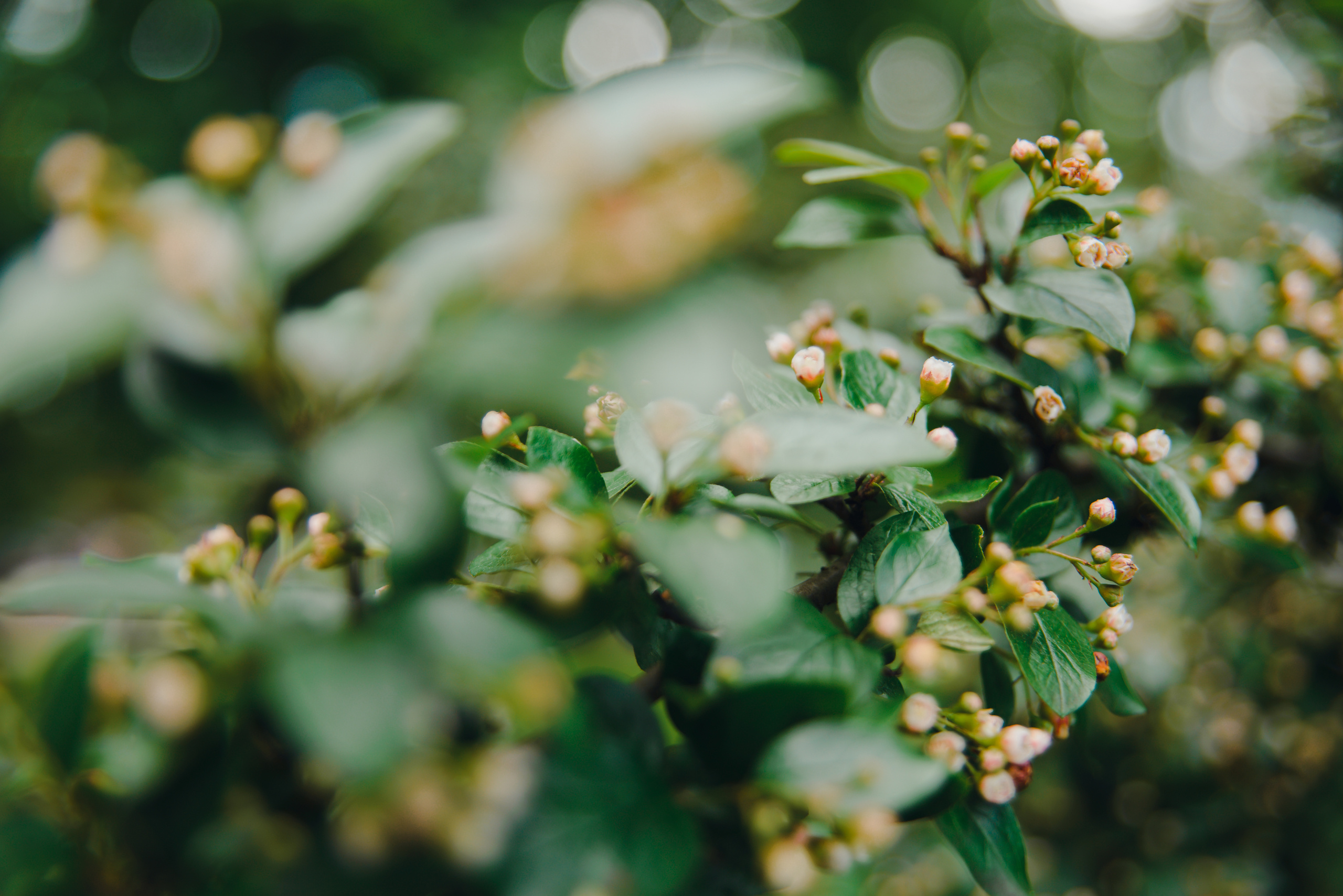 Юлия & Захар. Видеограф и фотограф на свадьбу в Москве