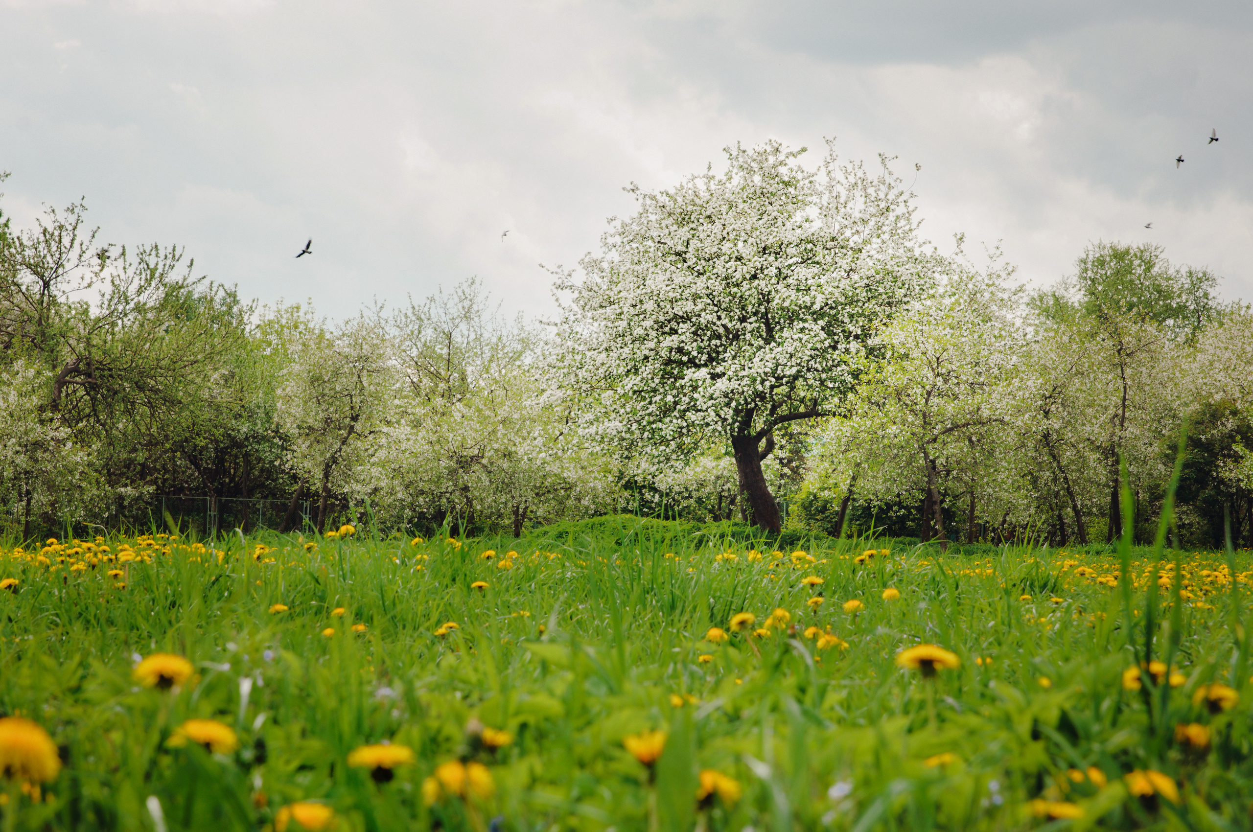 Елена & Алексей. Видеограф и фотограф на свадьбу в Москве