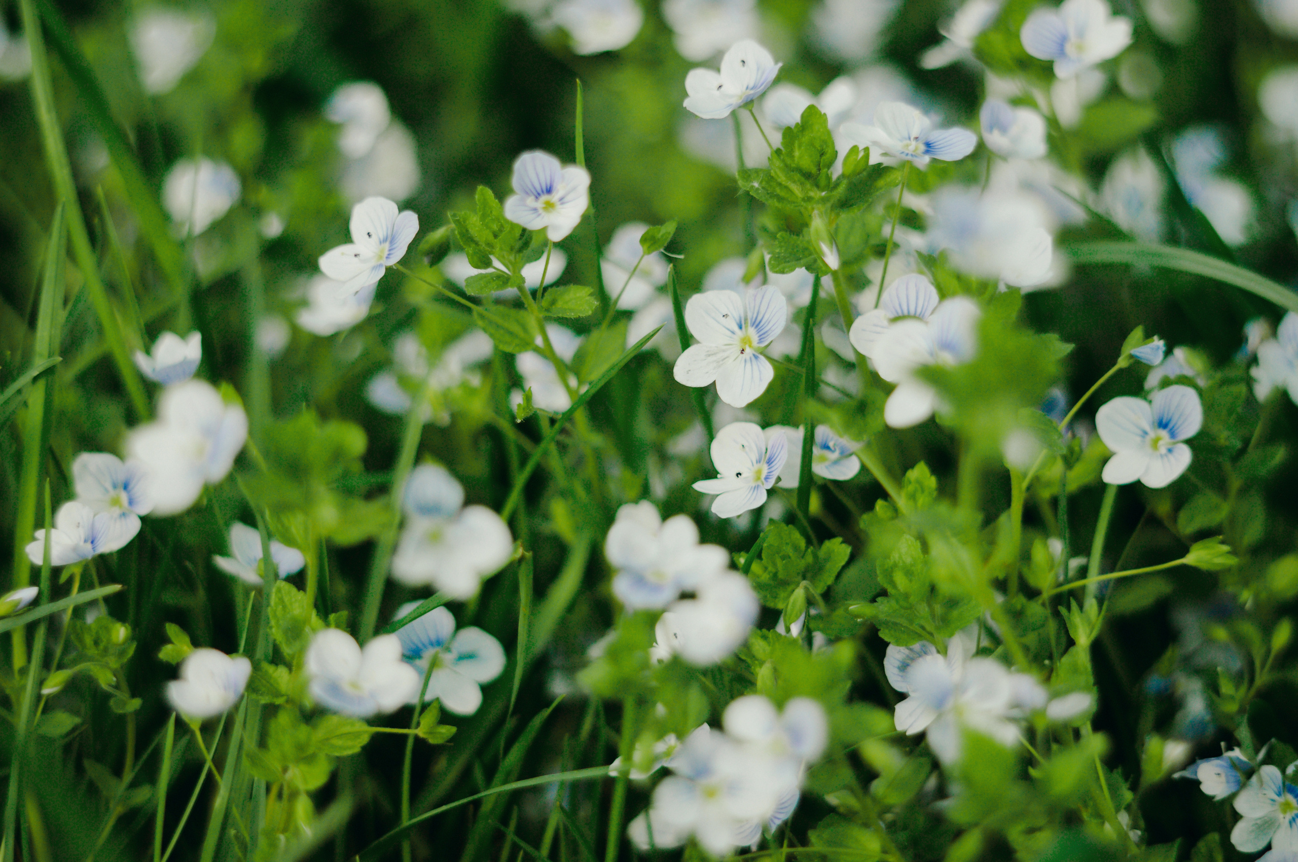 Елена & Алексей. Видеограф и фотограф на свадьбу в Москве