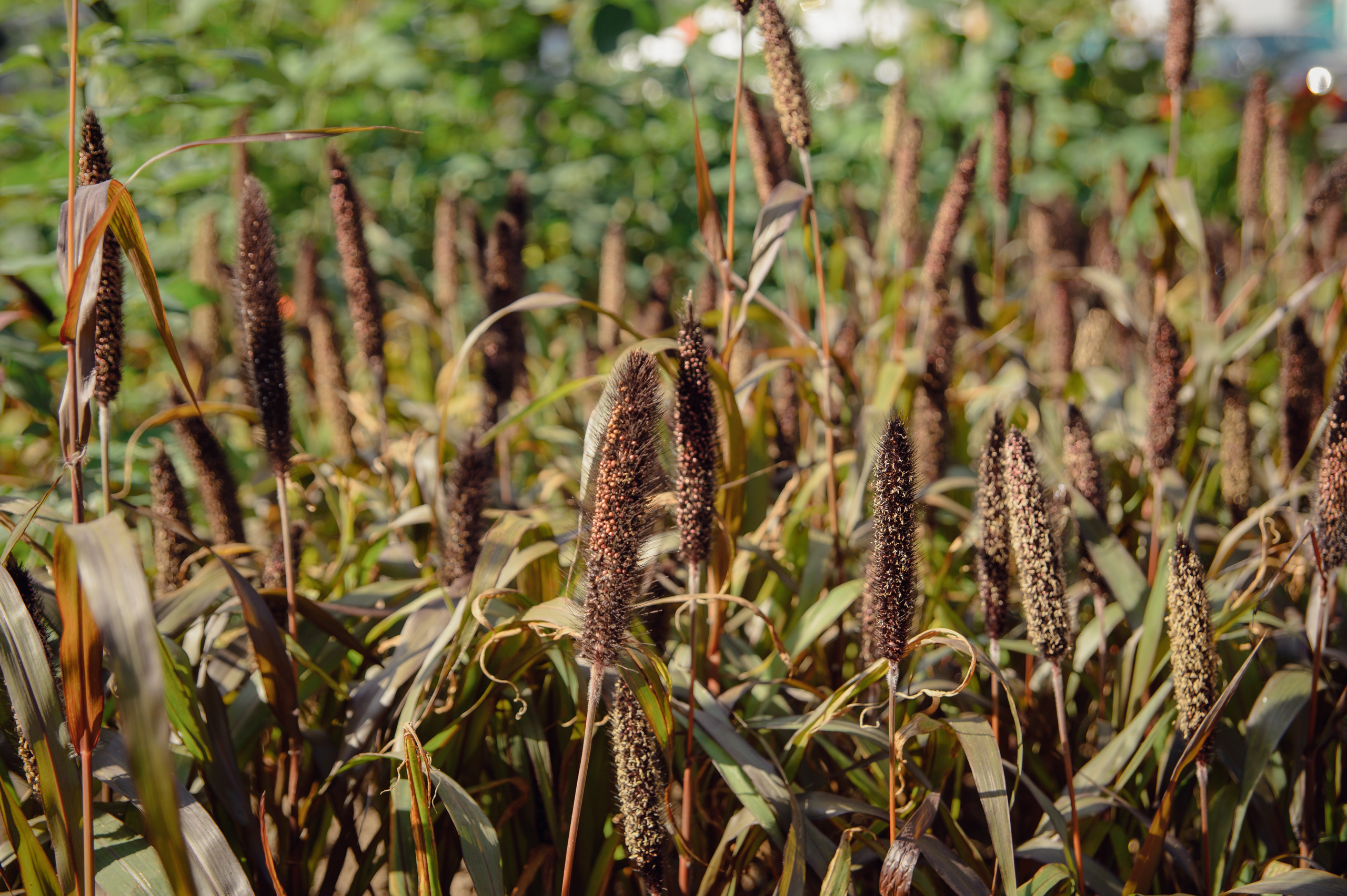 Виктория & Николай. Видеограф и фотограф на свадьбу в Москве