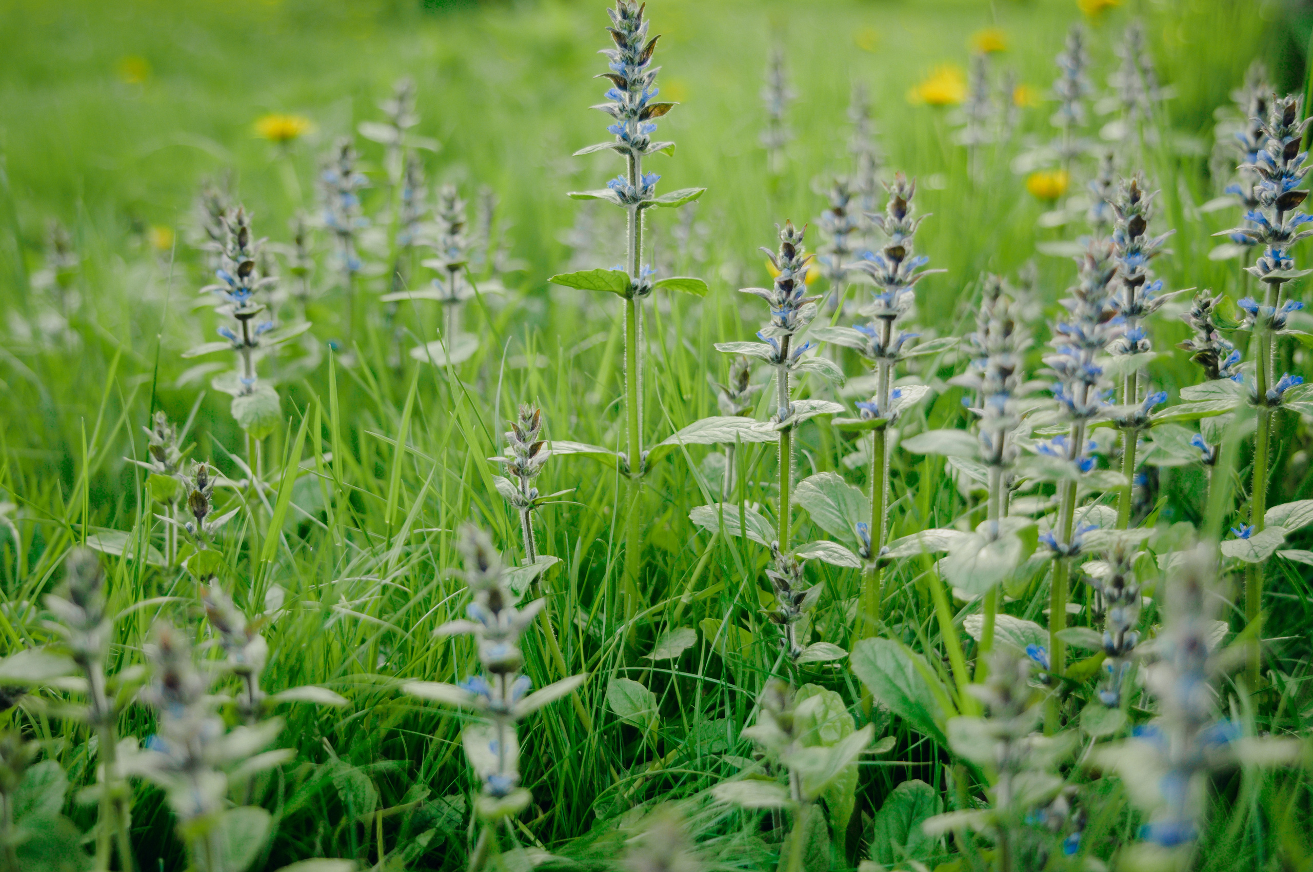 Елена & Алексей. Видеограф и фотограф на свадьбу в Москве