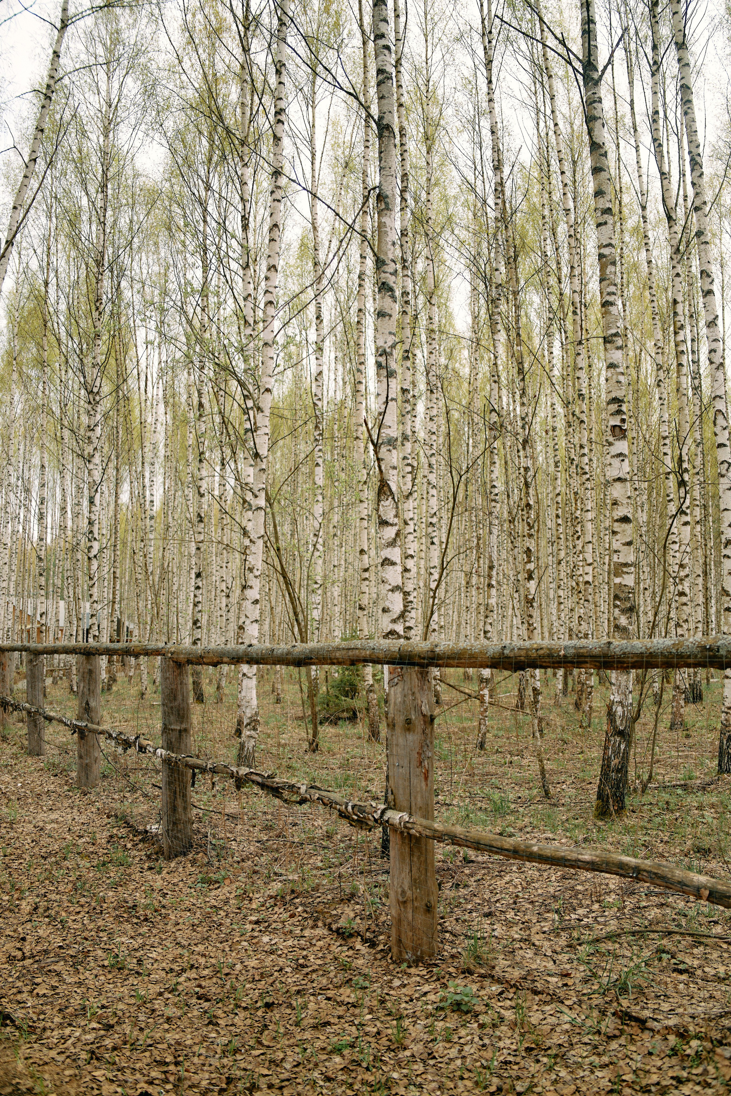 Бутик-отель Поле летом. Профессиональный Фотограф во Владимире, в Москве и в Суздале — Полина Романычева