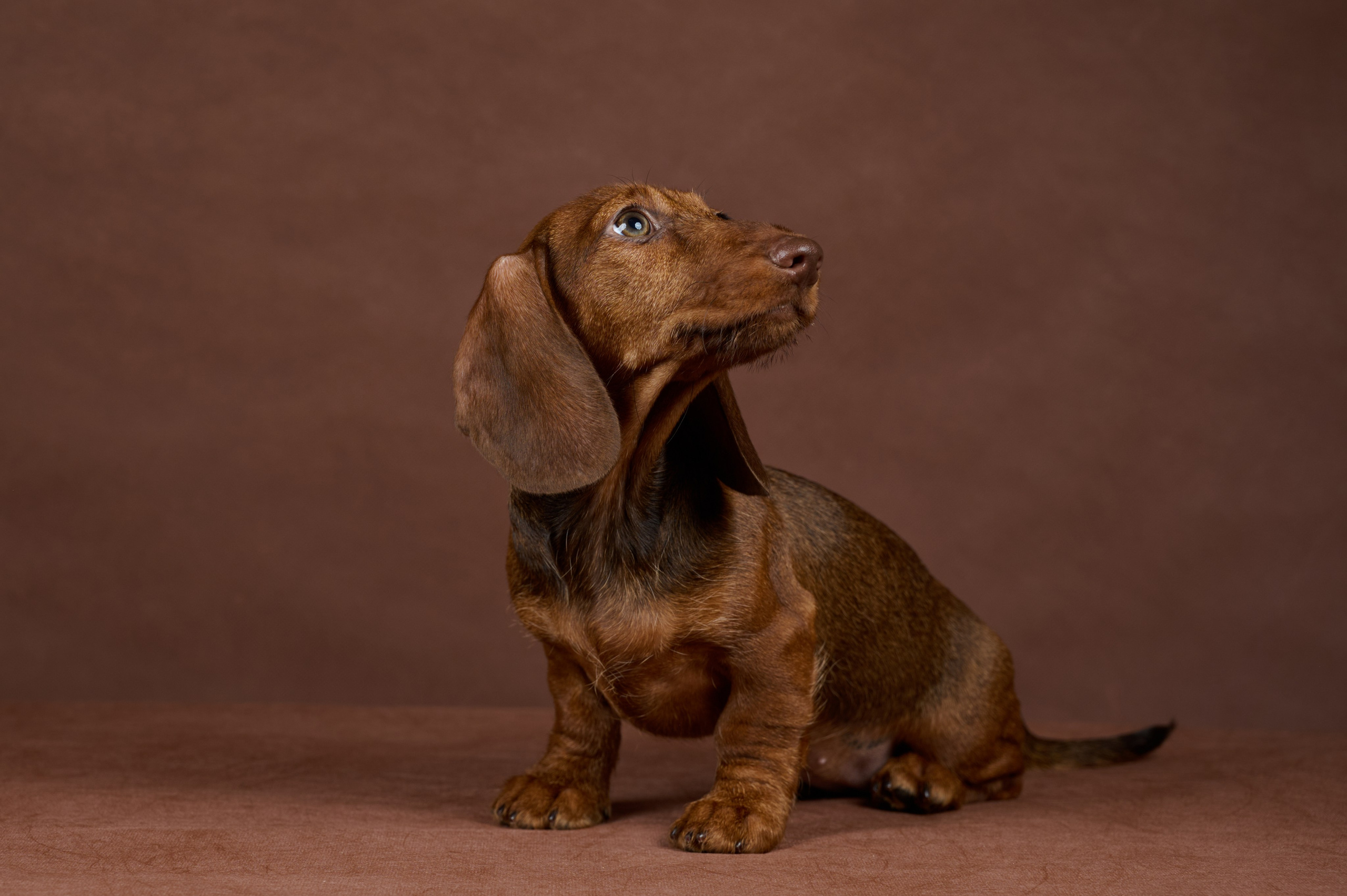 Щенки в домашней студии. Фотограф анималист в Казани Алина Сулейманова. Фотограф животных