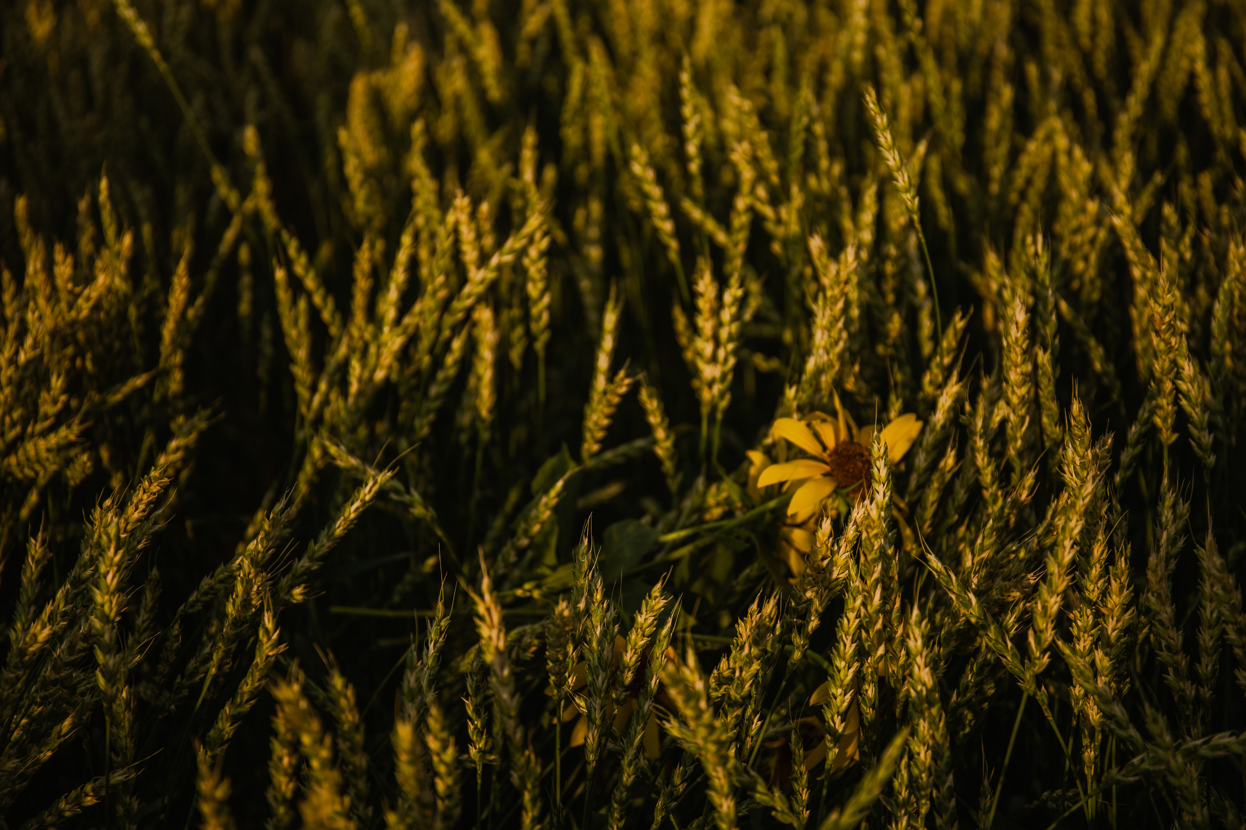 Настя в ожидании. Свадебный и женский фотограф