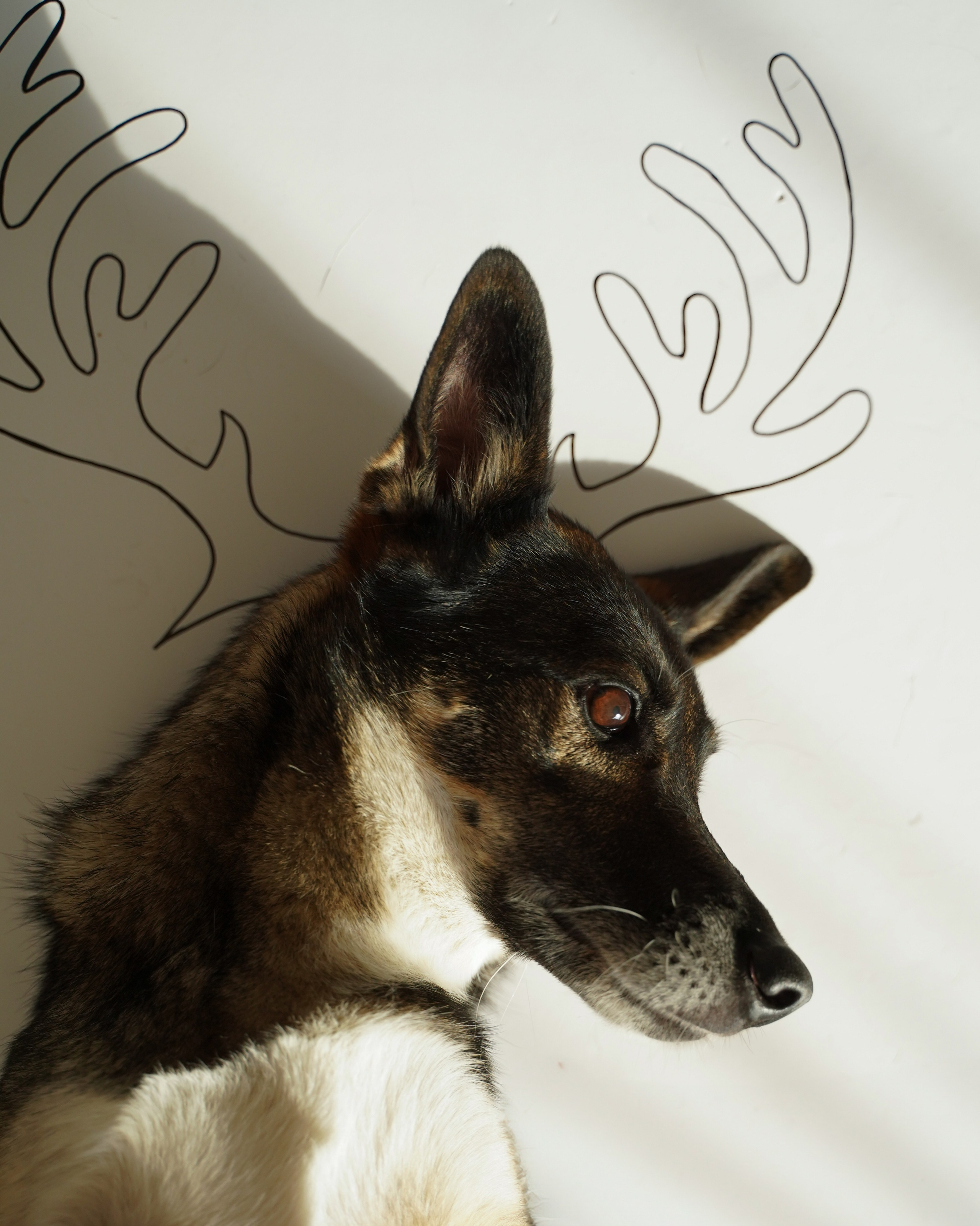 Dogs Christmas trees. Katyavasileva