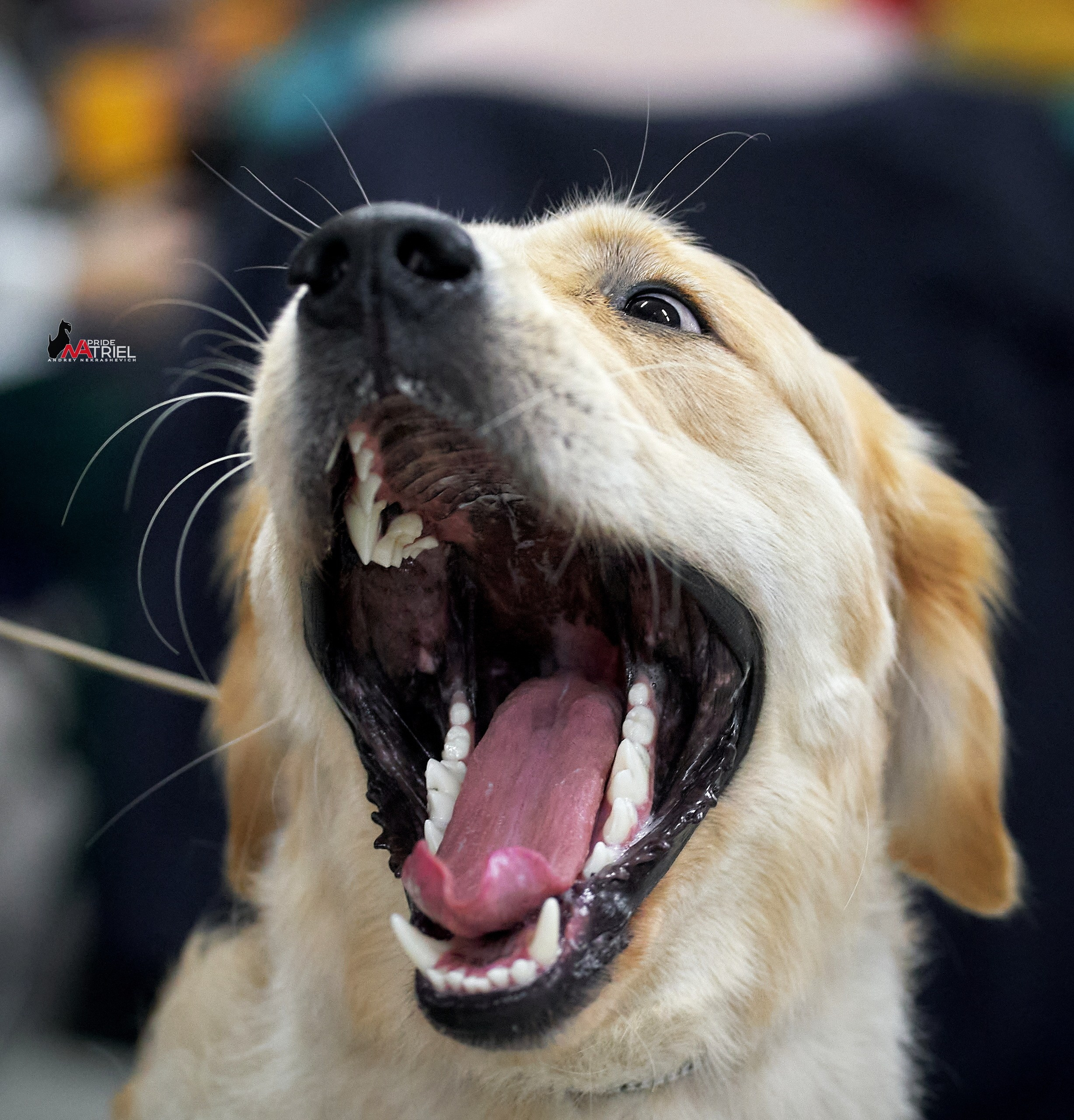 Портреты собак — галерея NATRIEL