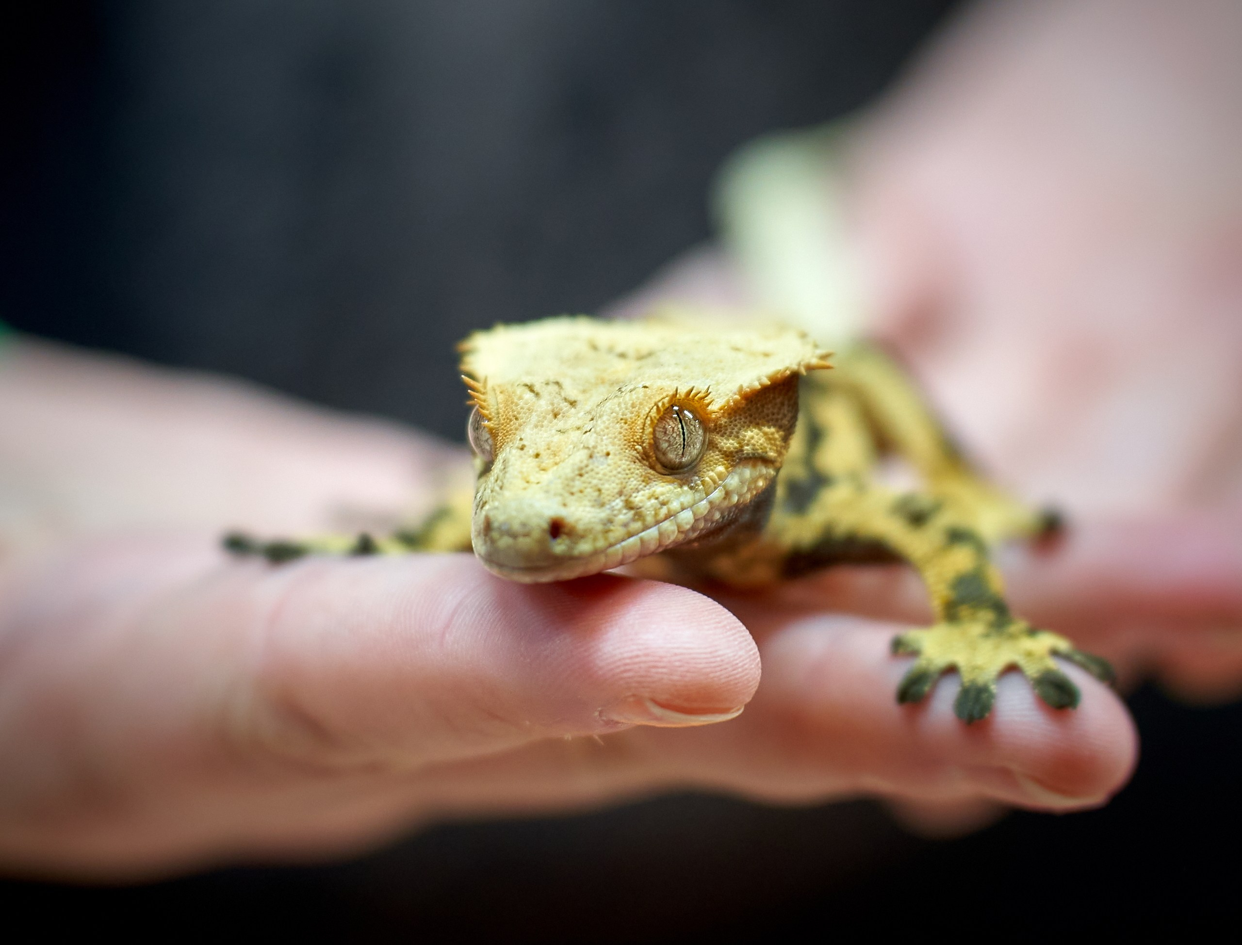 Рептилии — галерея NATRIEL