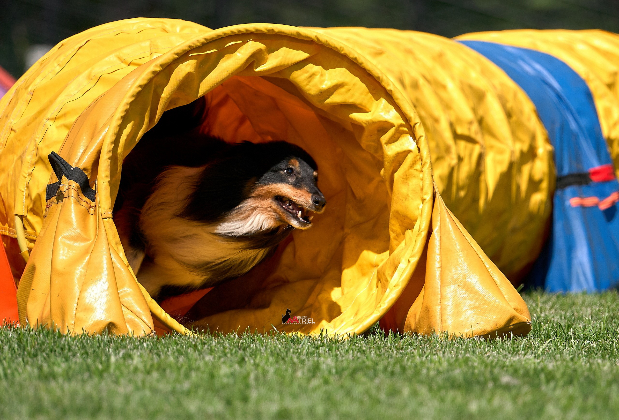 Аджилити — галерея NATRIEL