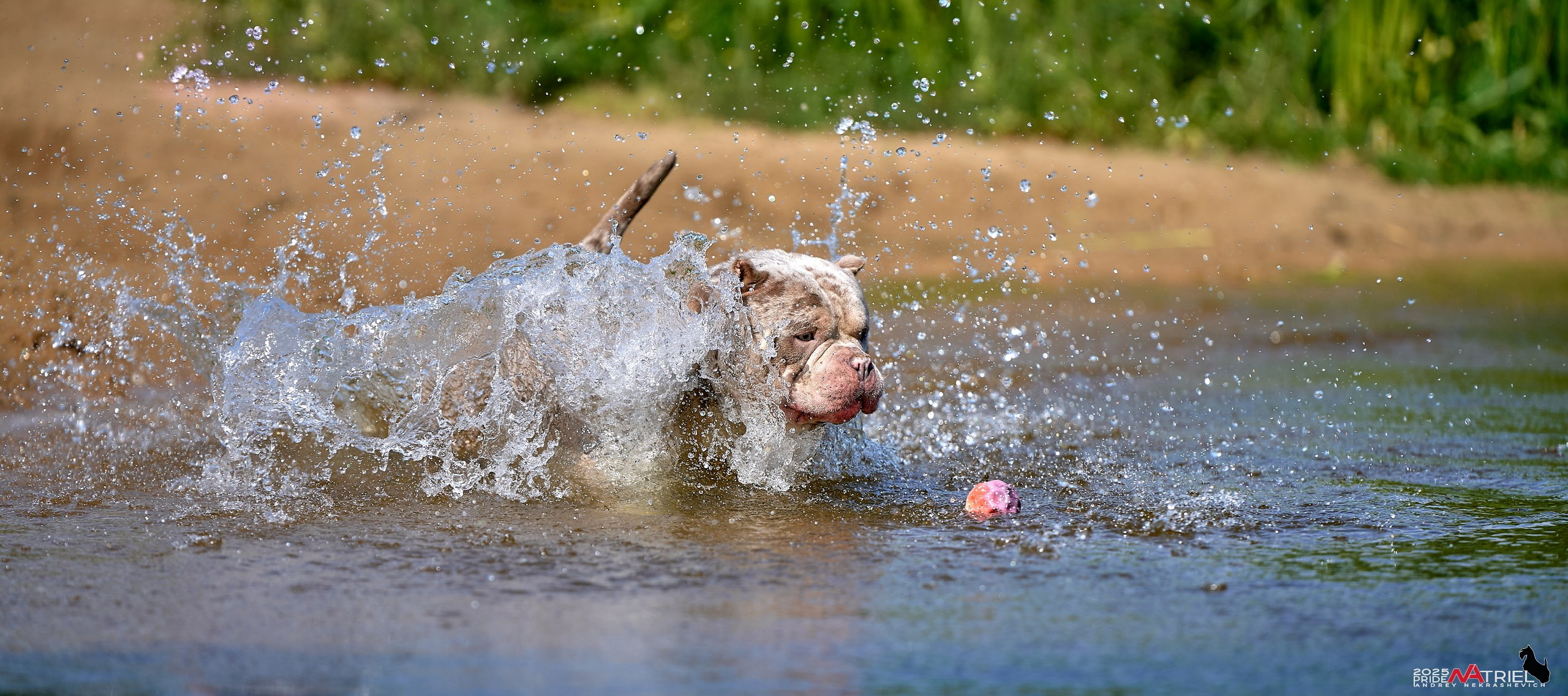 Съемка собак породы булли на природе