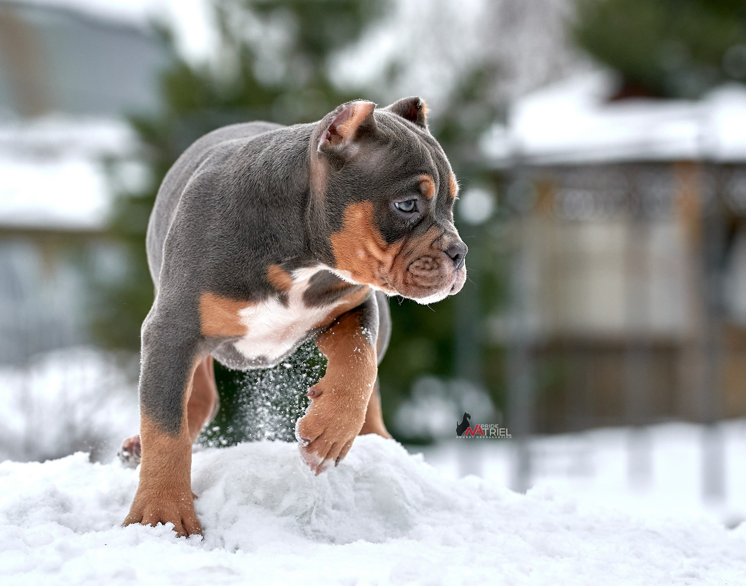 Щенки на прогулке — галерея NATRIEL