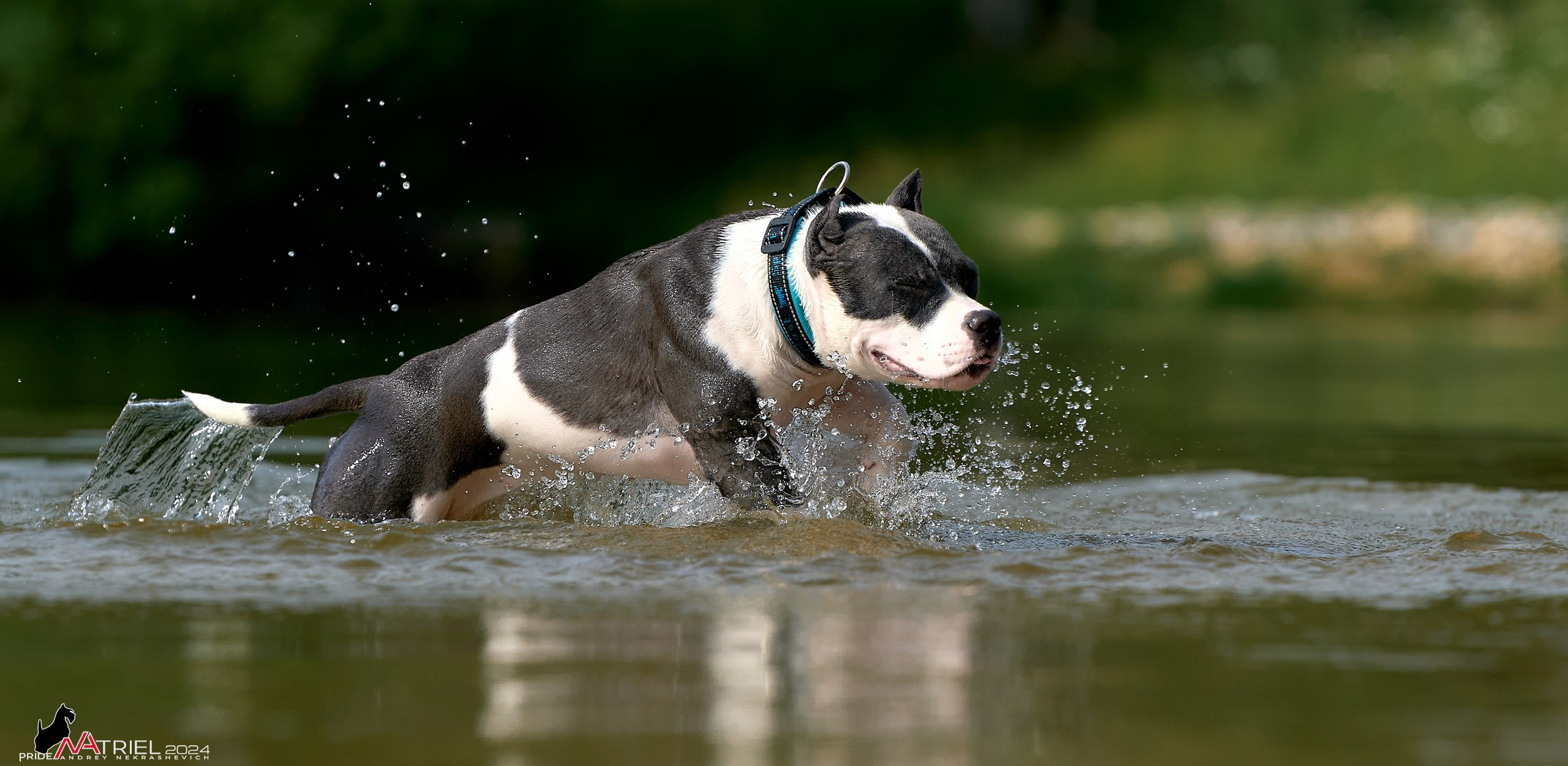 Фотопрогулка с булли
