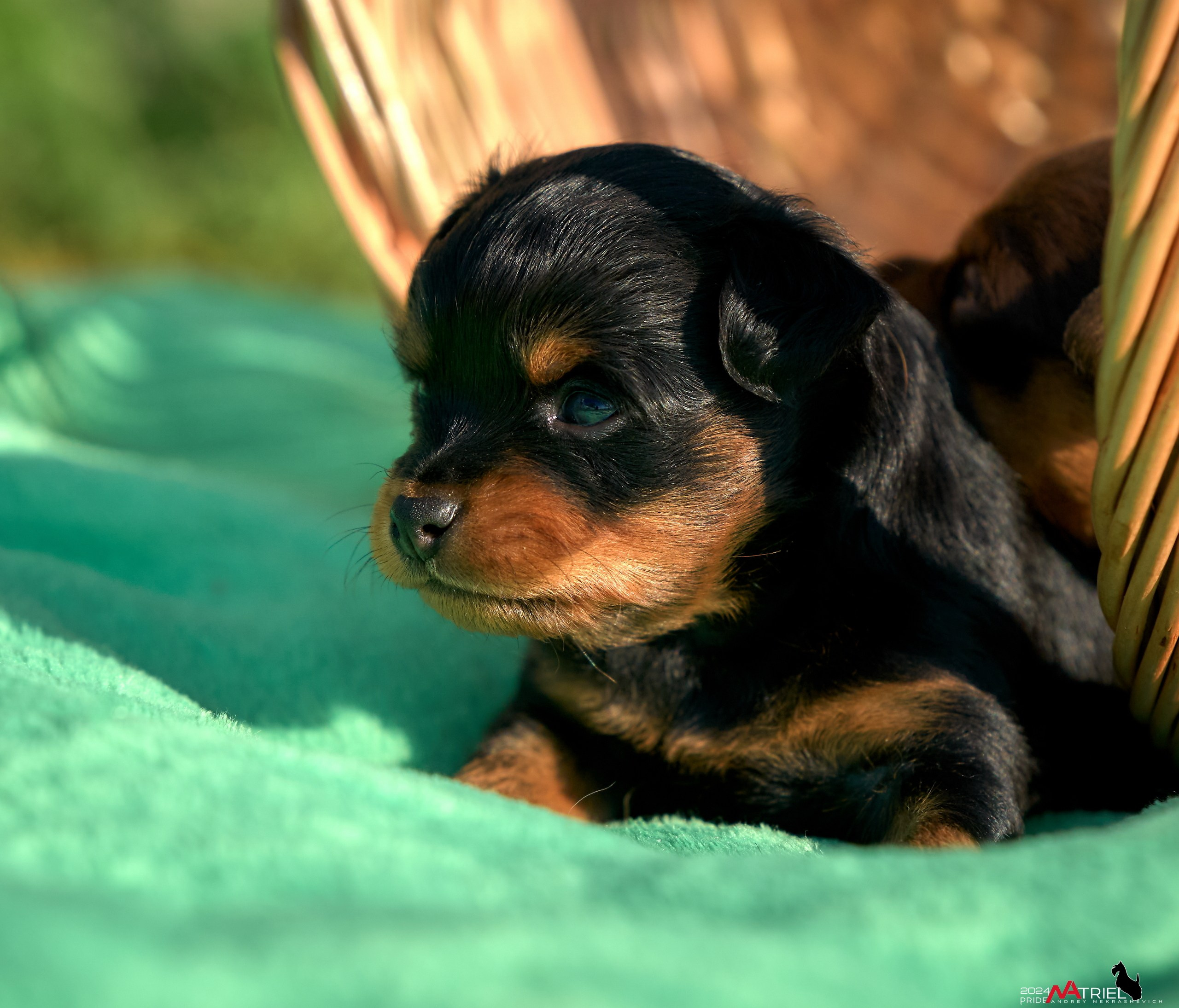 Фотопрогулка с крысариками