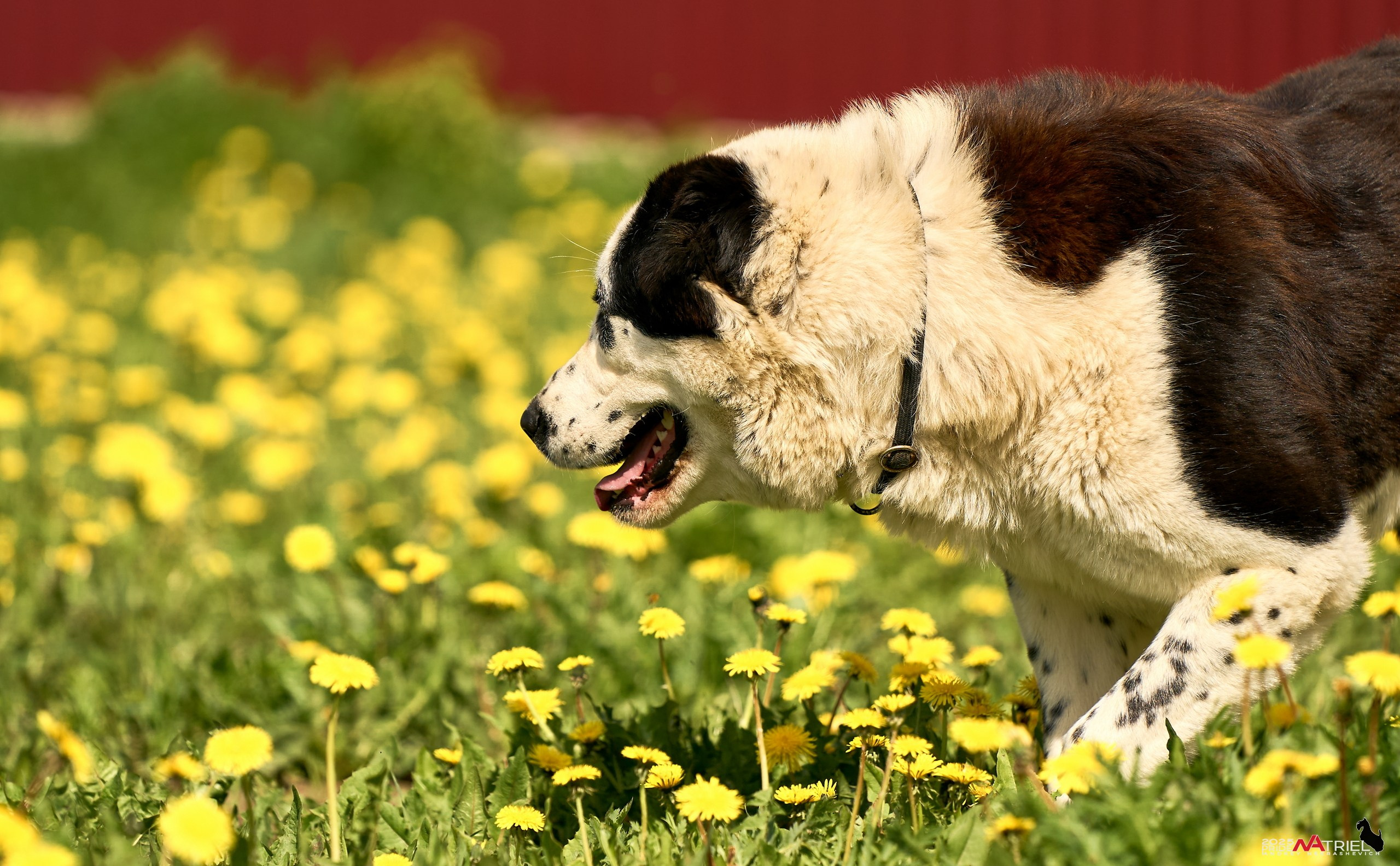 Съемка в питомнике