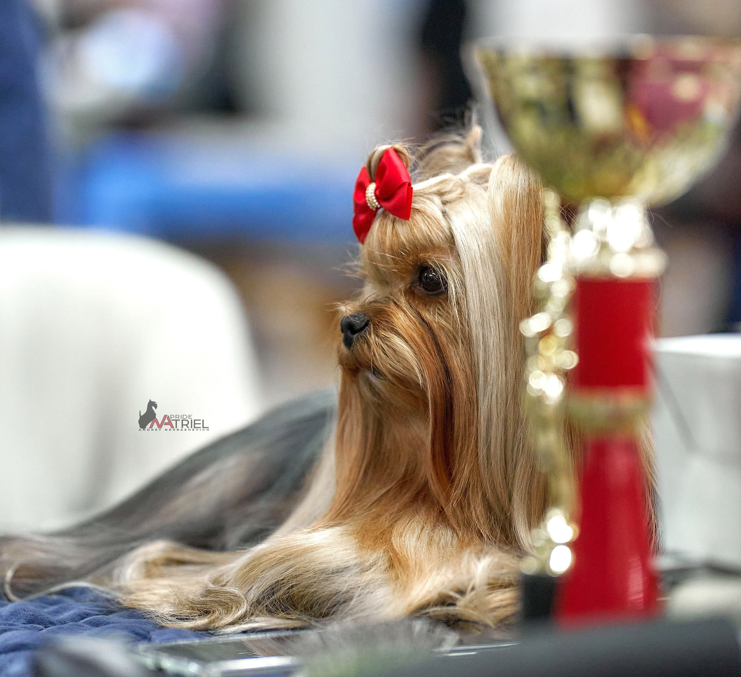 Призовые места — галерея NATRIEL