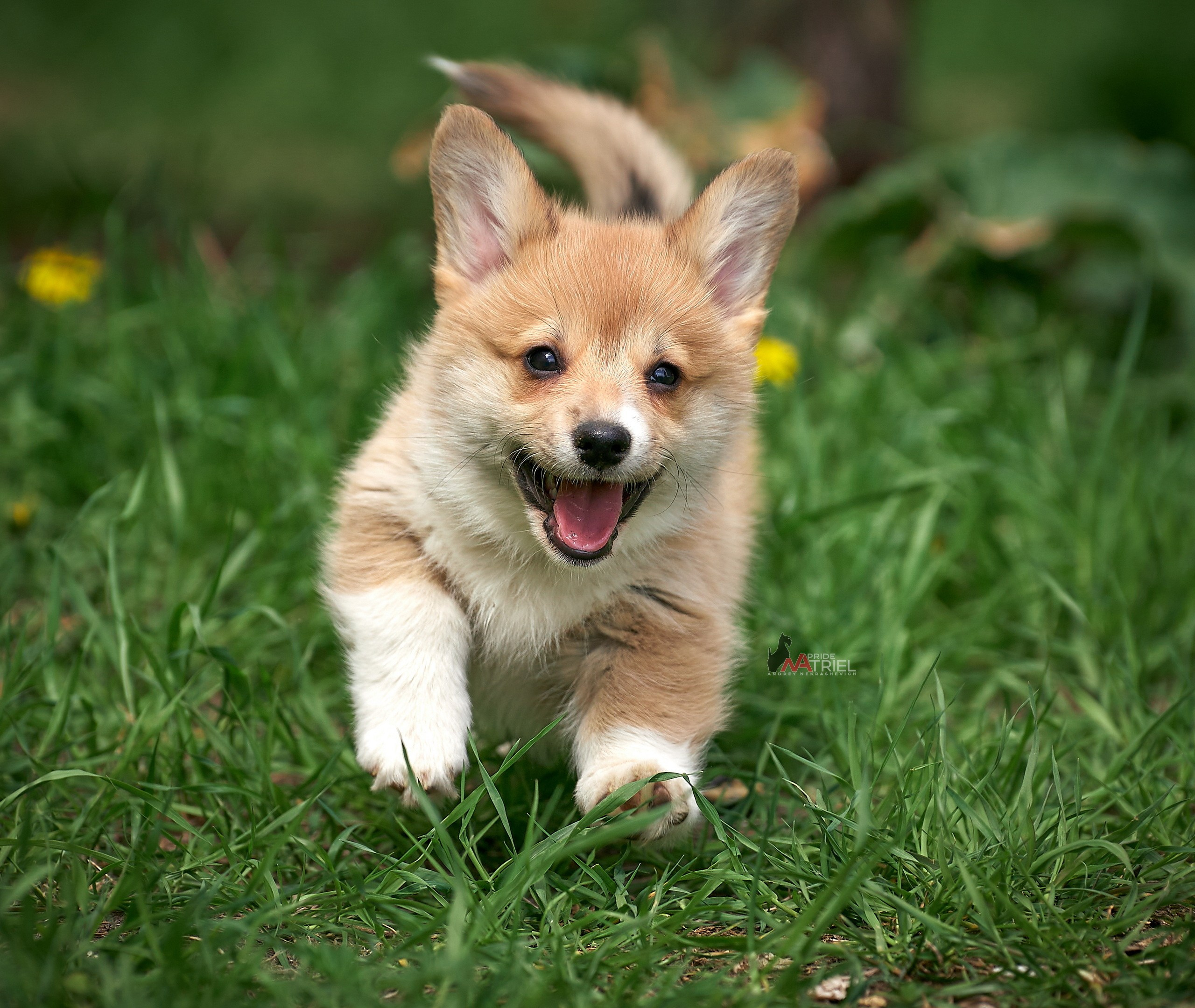 Щенки на прогулке — галерея NATRIEL