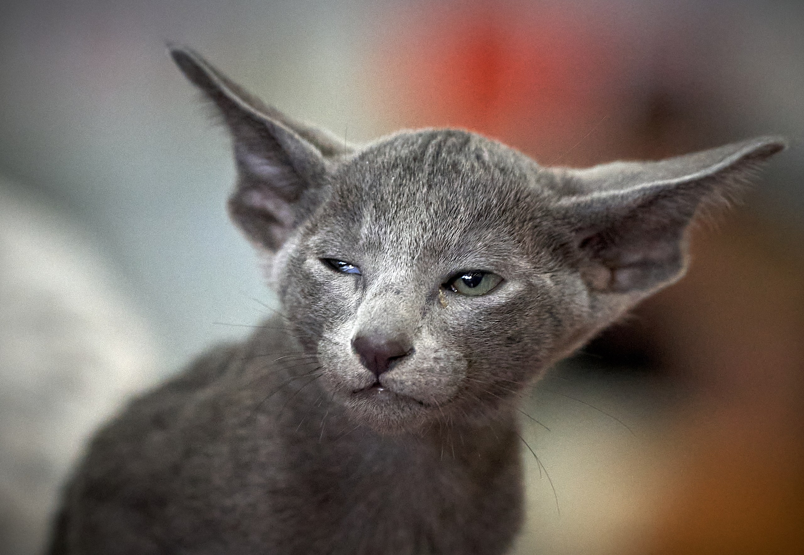 Кошки на выставках — галерея NATRIEL