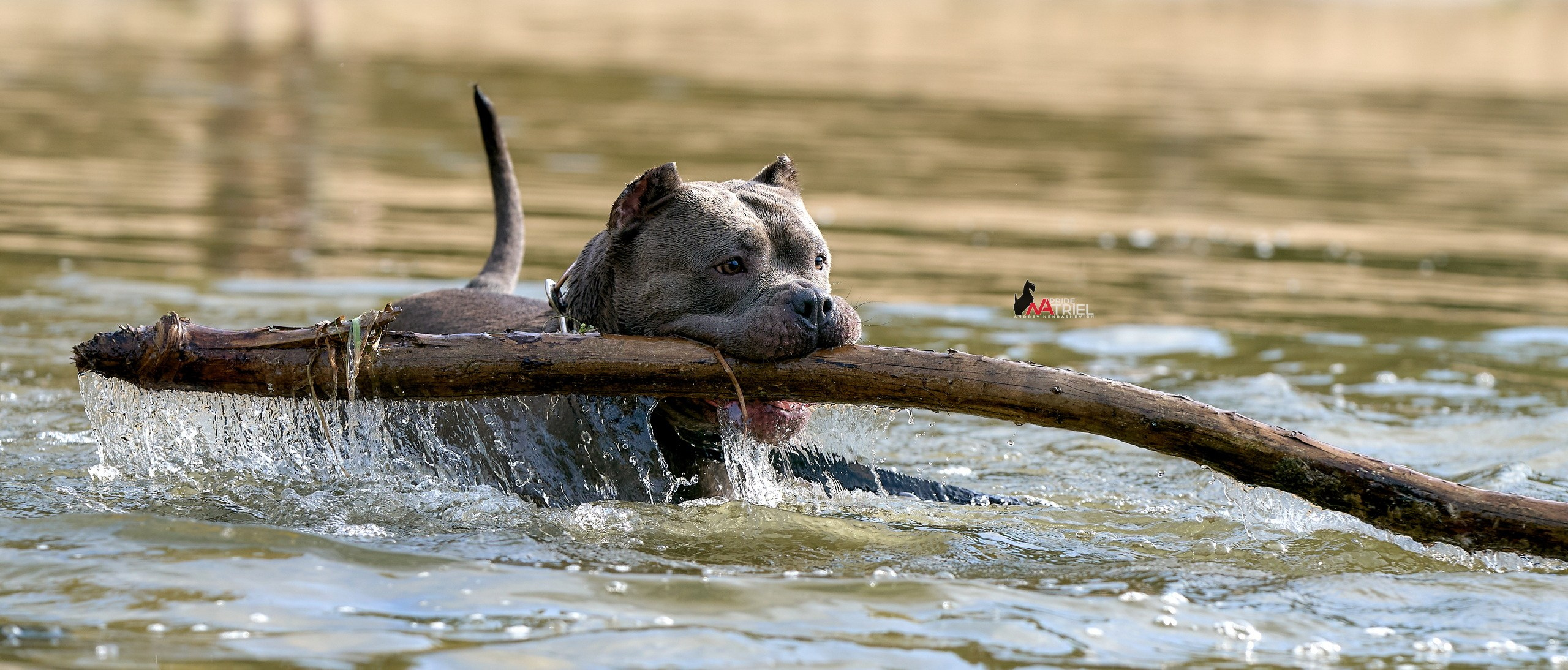 Портреты собак — галерея NATRIEL