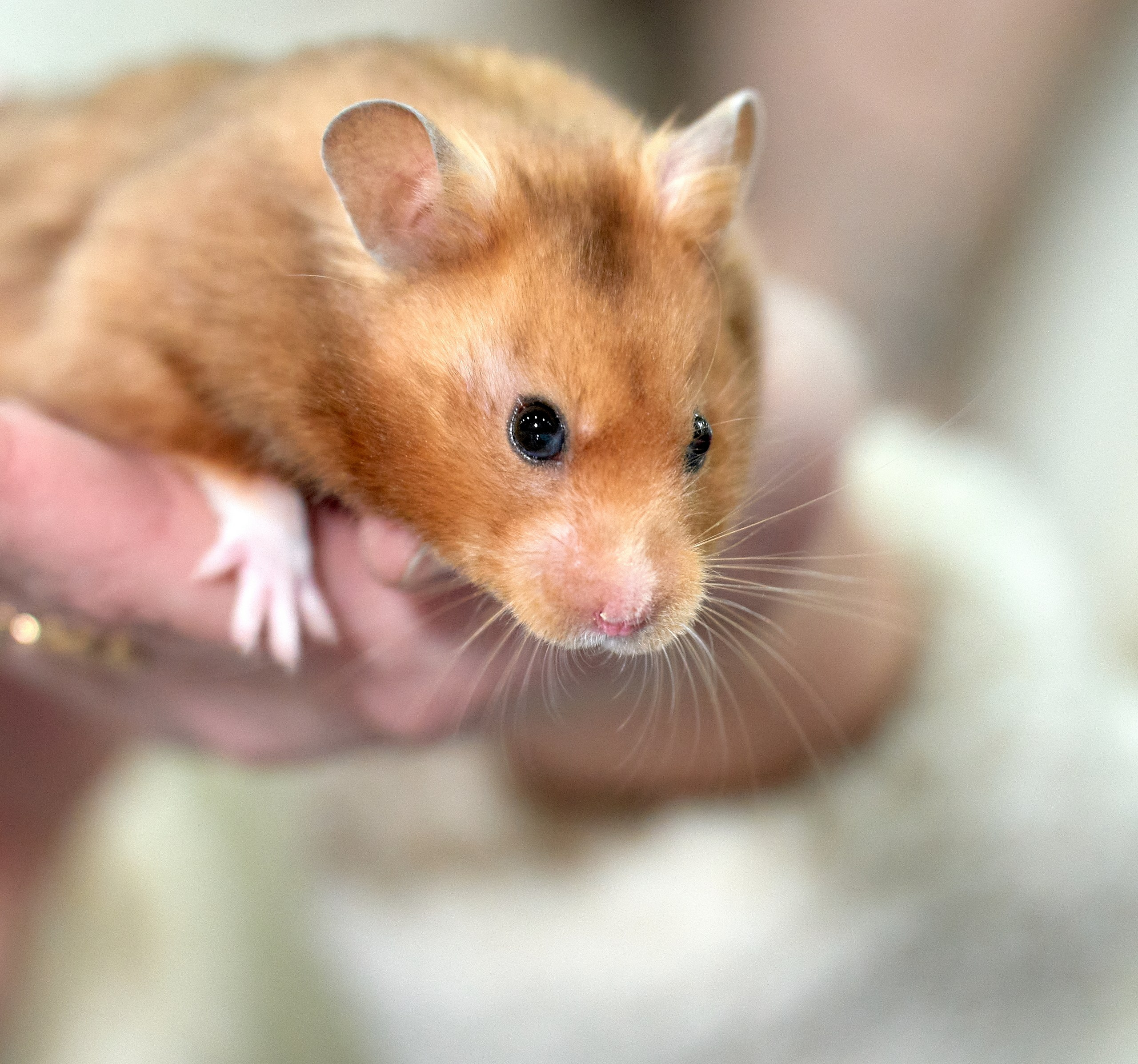 Животные — галерея NATRIEL