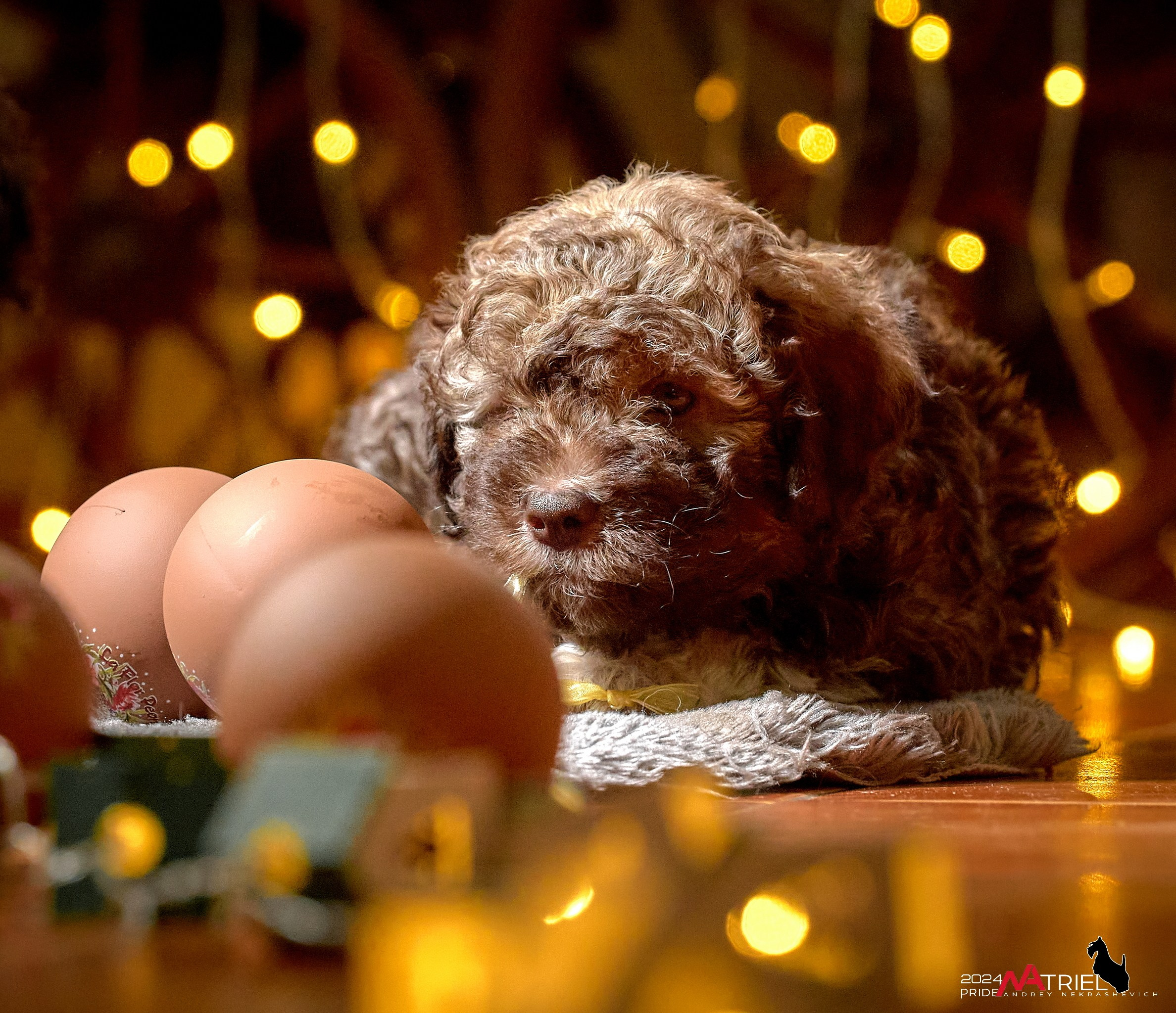 Съемка щенков лаготто дома с мобильным светом