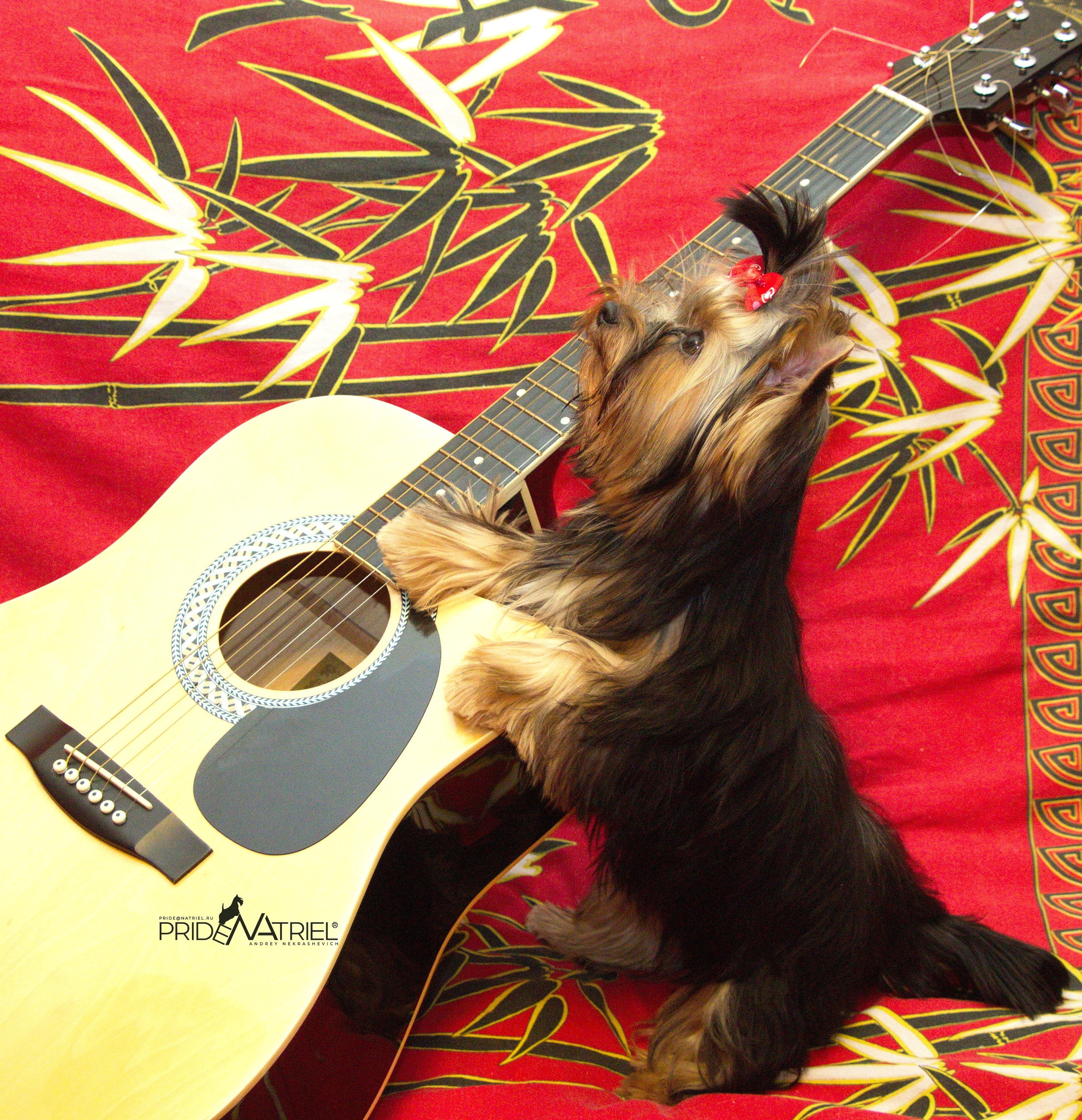 Йоркширский терьер Циля