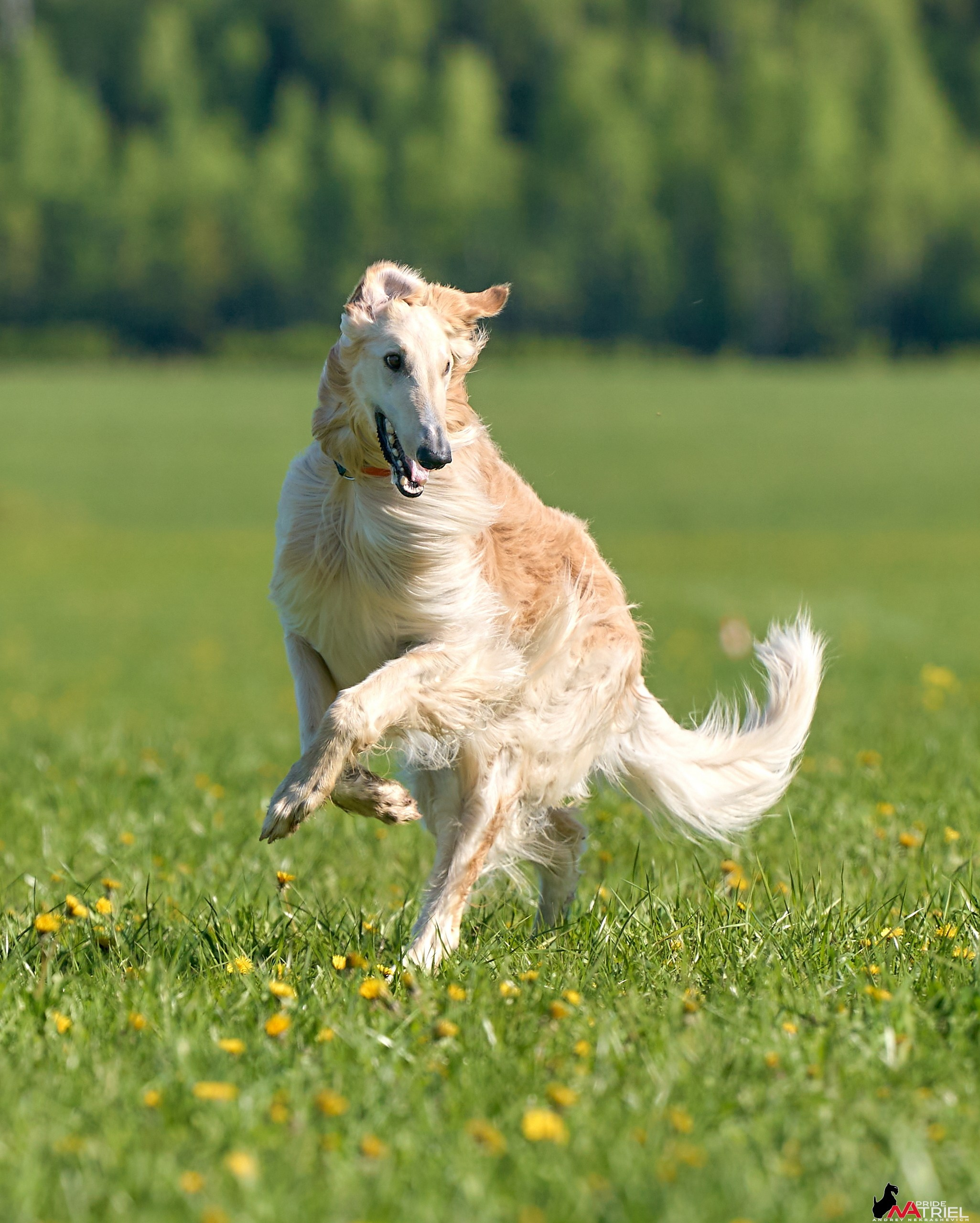 Съемка курсинг — галерея NATRIEL