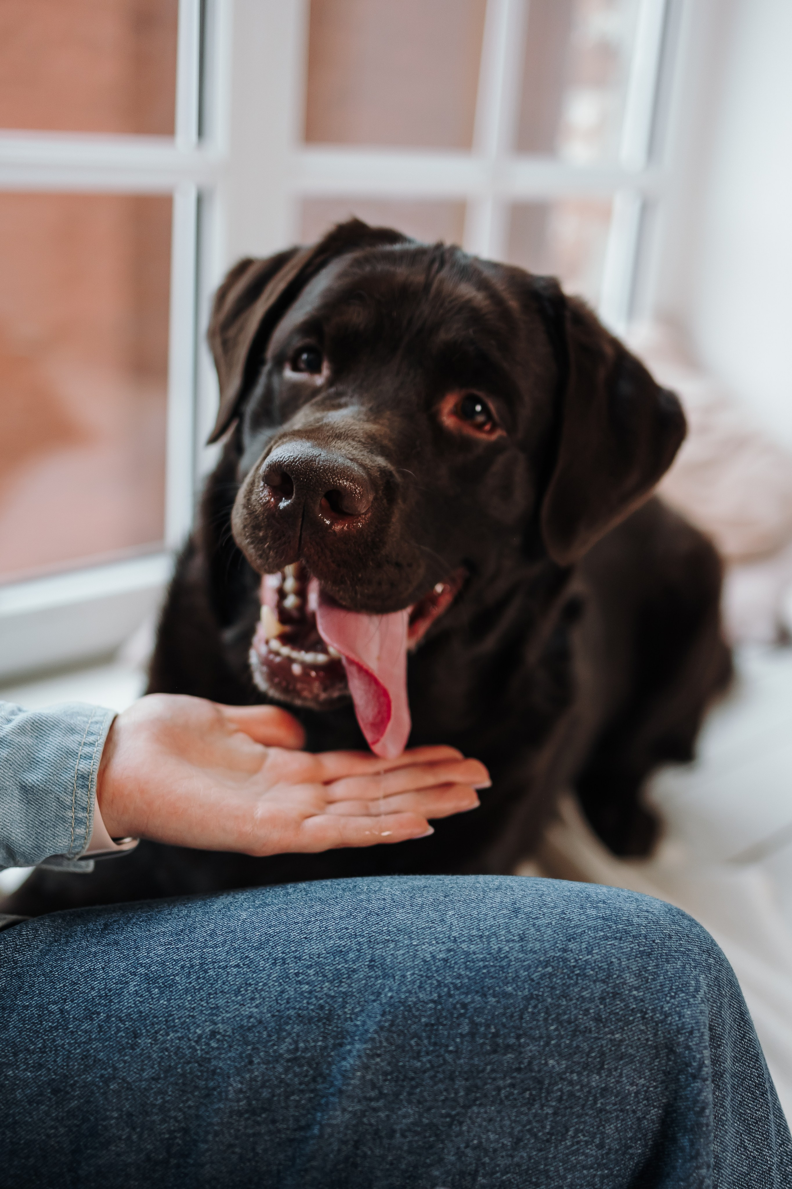 Груминг. Фотограф-анималист в Санкт-Петербурге Алина Яхонт