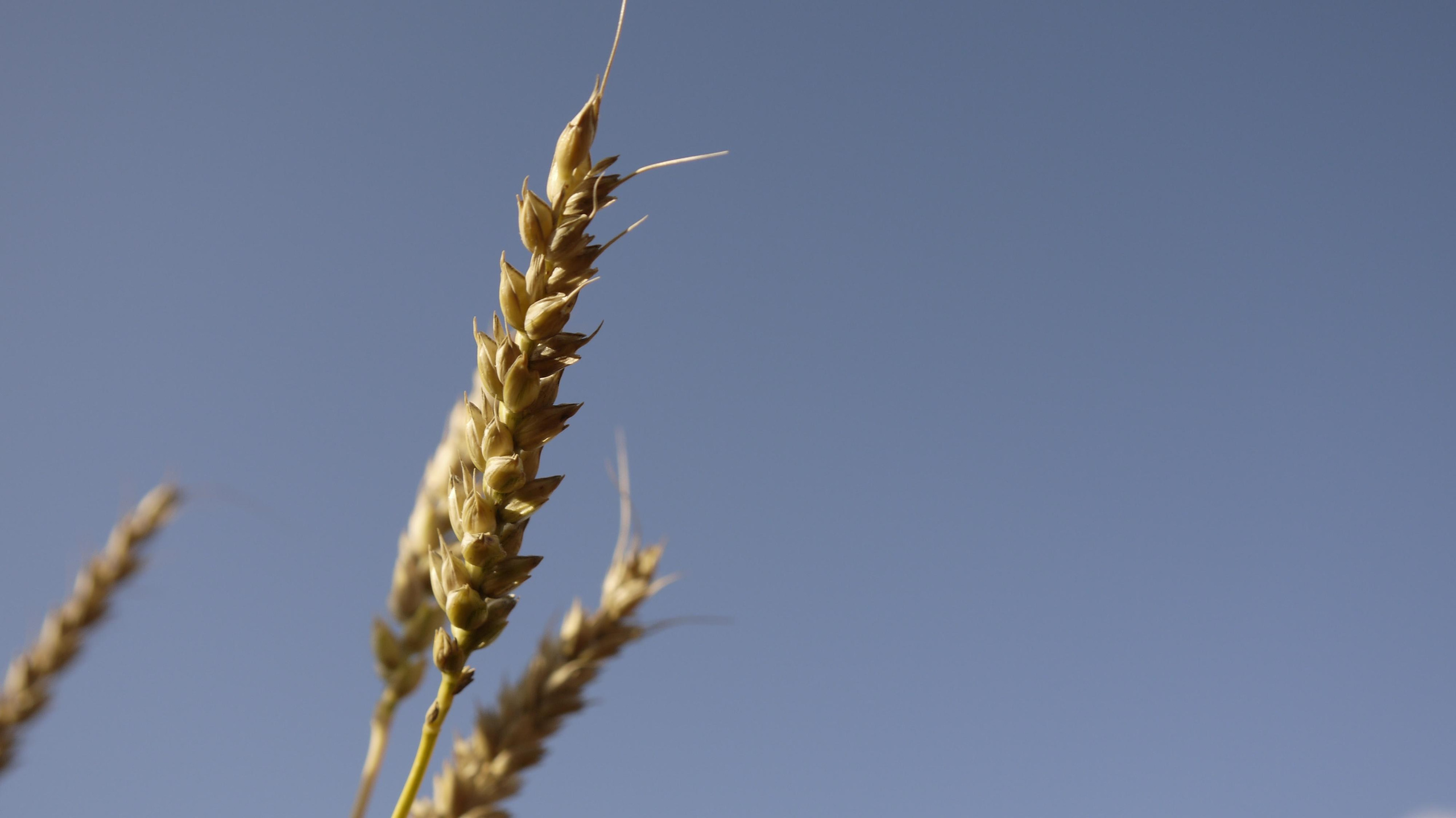 Этот прекрасный мир