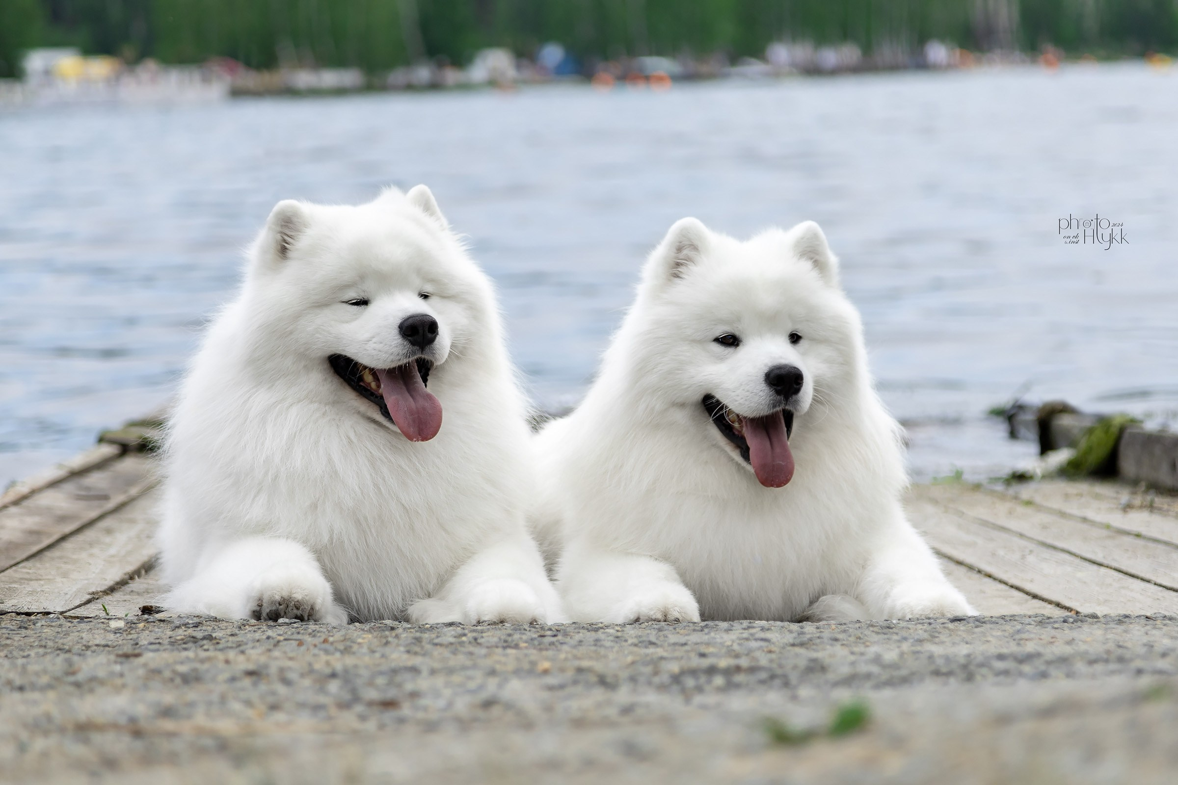 15 июня 2024, Выставка РКФ, г. Заречный. Htykk_photo