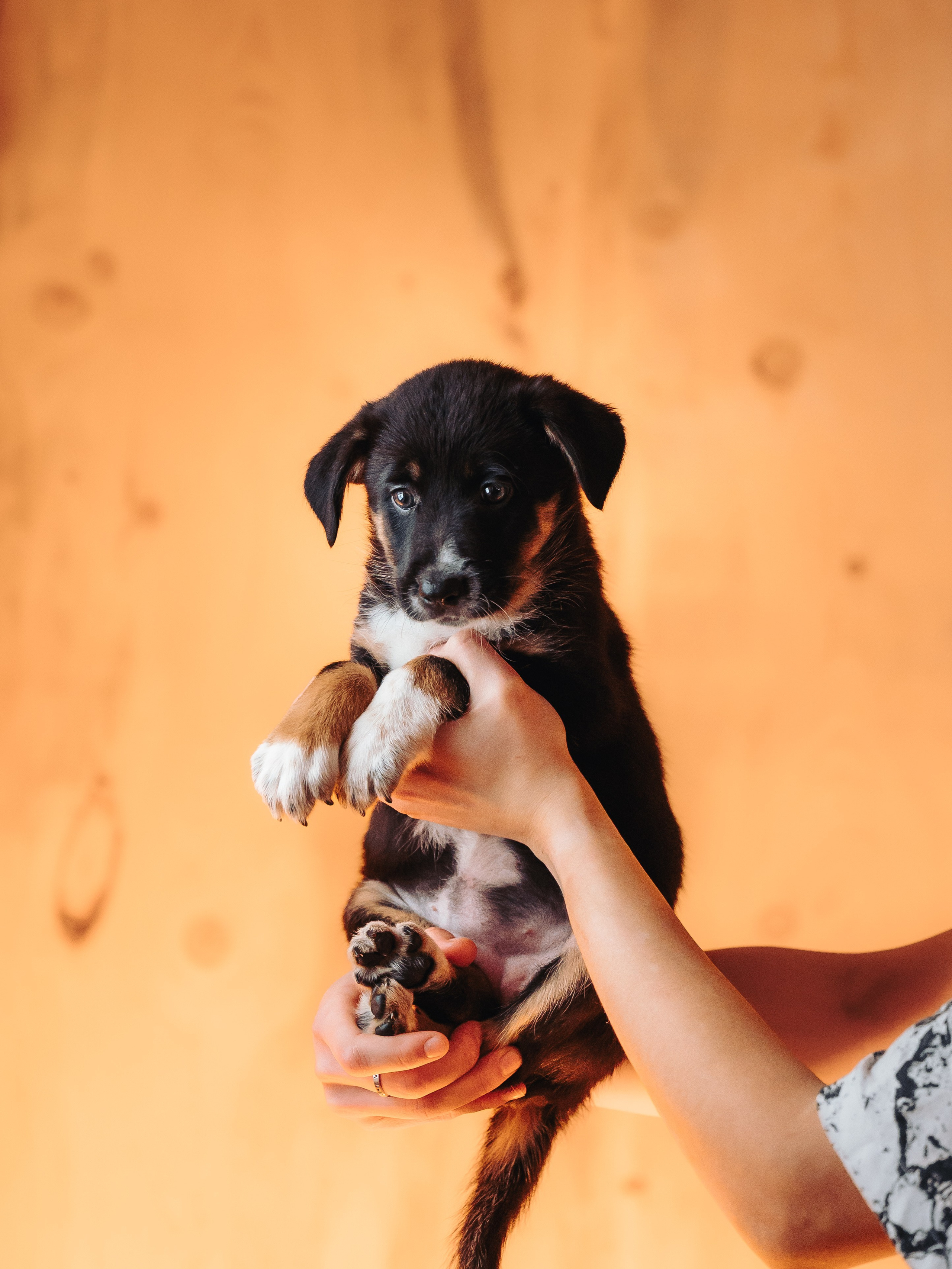 Бордер колли. Семейный фотограф анималист Ананьева Мария — Москва