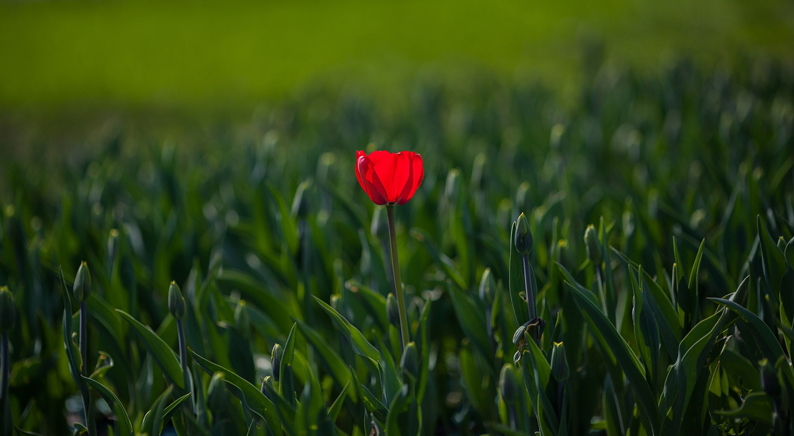 Арт-фото. Михаил Данилов | Фотограф