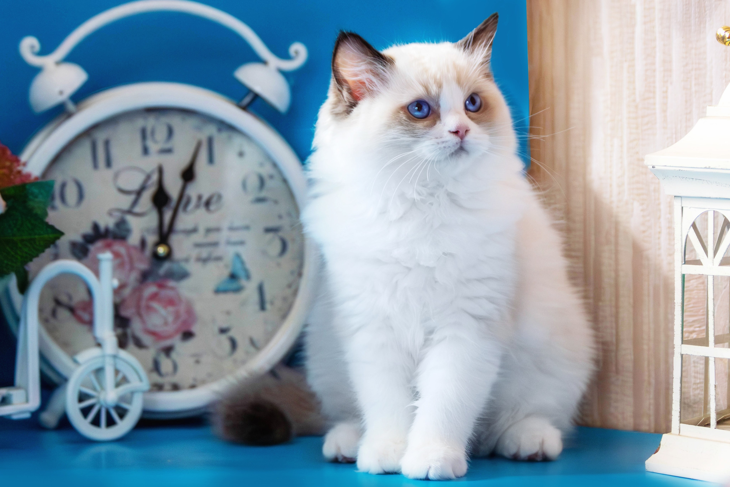 Фотосессия щенков от 7-и дней в стиле ньюборн. Фотограф анималист — Тула, Москва