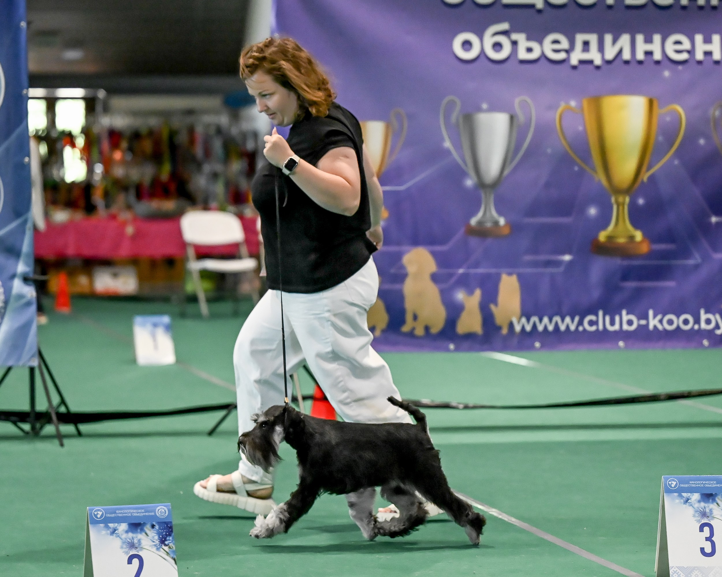 Зари/DELINSO BALANCE CZESARIA ZARI. Питомник цвергшнауцеров в Беларуси «Делинсо Бэлэнс»