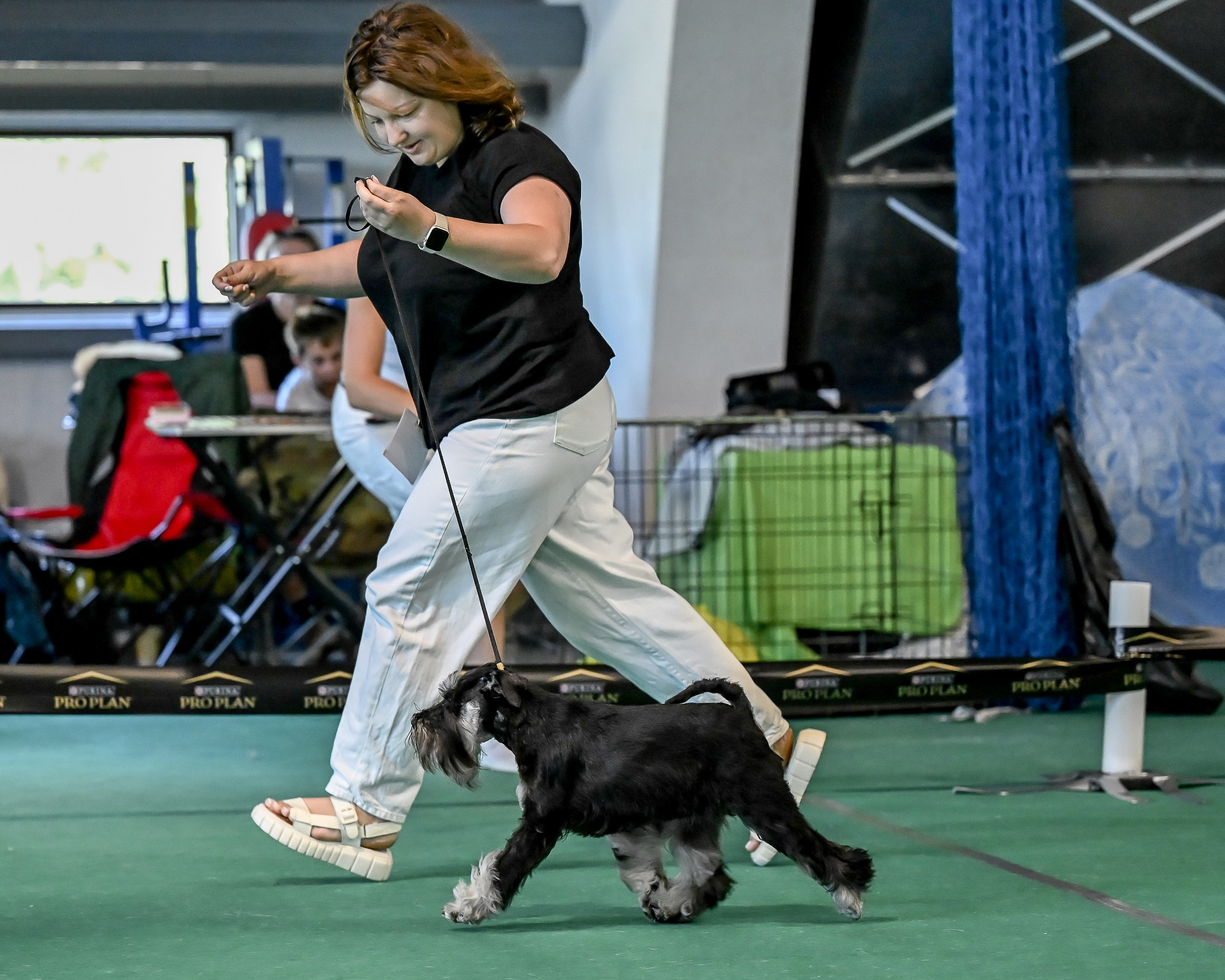 Зари/DELINSO BALANCE CZESARIA ZARI. Питомник цвергшнауцеров в Беларуси «Делинсо Бэлэнс»