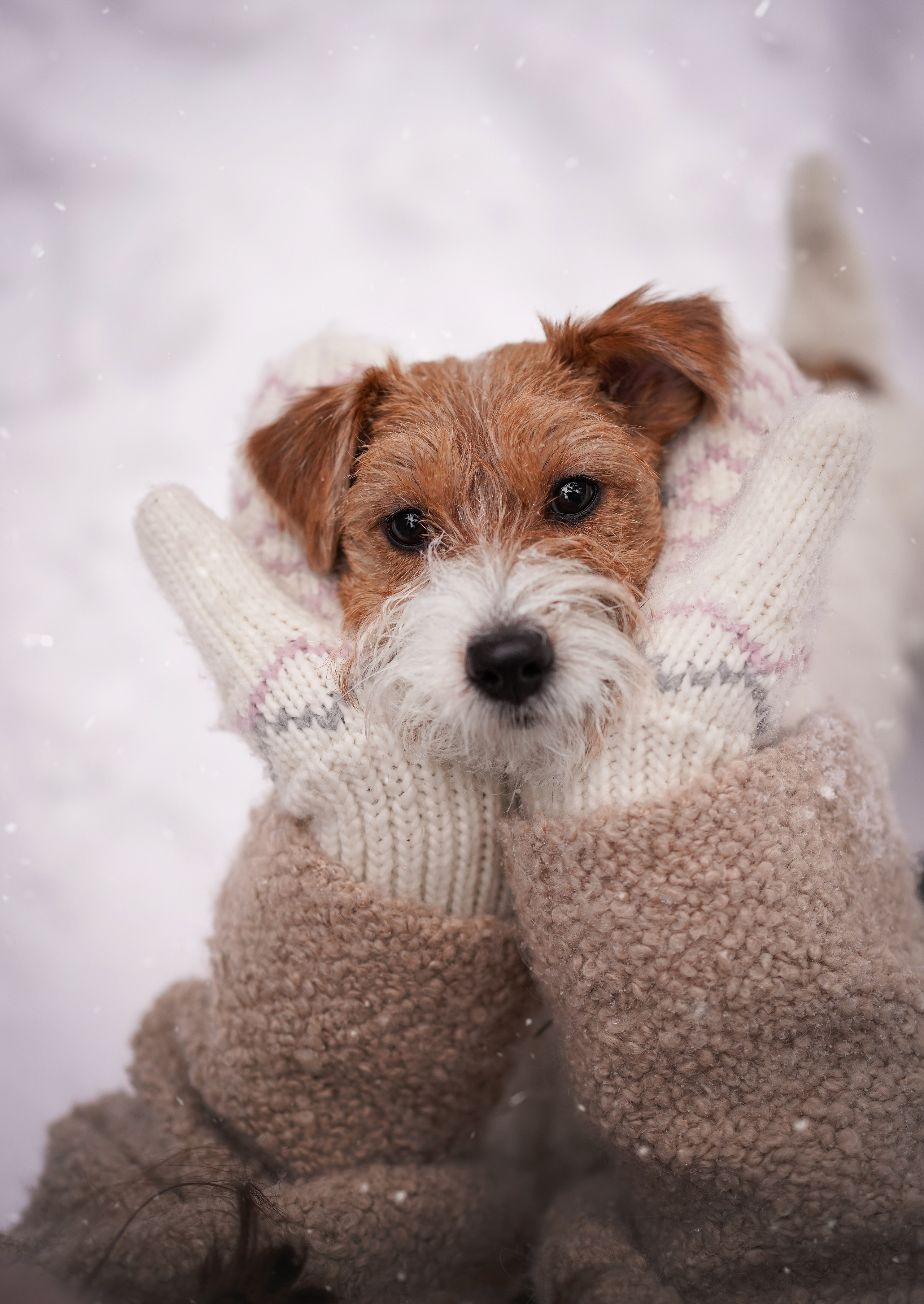 Люба и Тося. Фотограф-анималист в Санкт-Петербурге Яна Мартынова