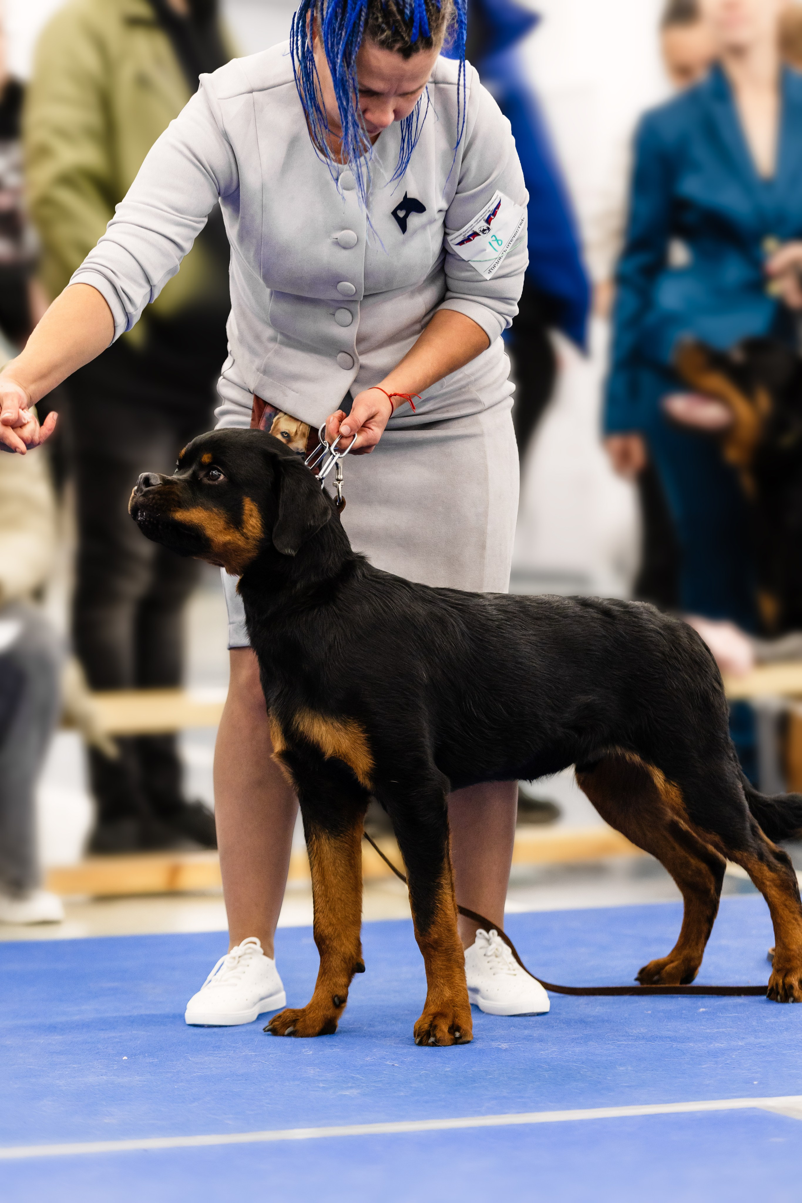 Фоторепортаж с выставки собак. Фотограф Анималист Наталья Корс Екатеринбург