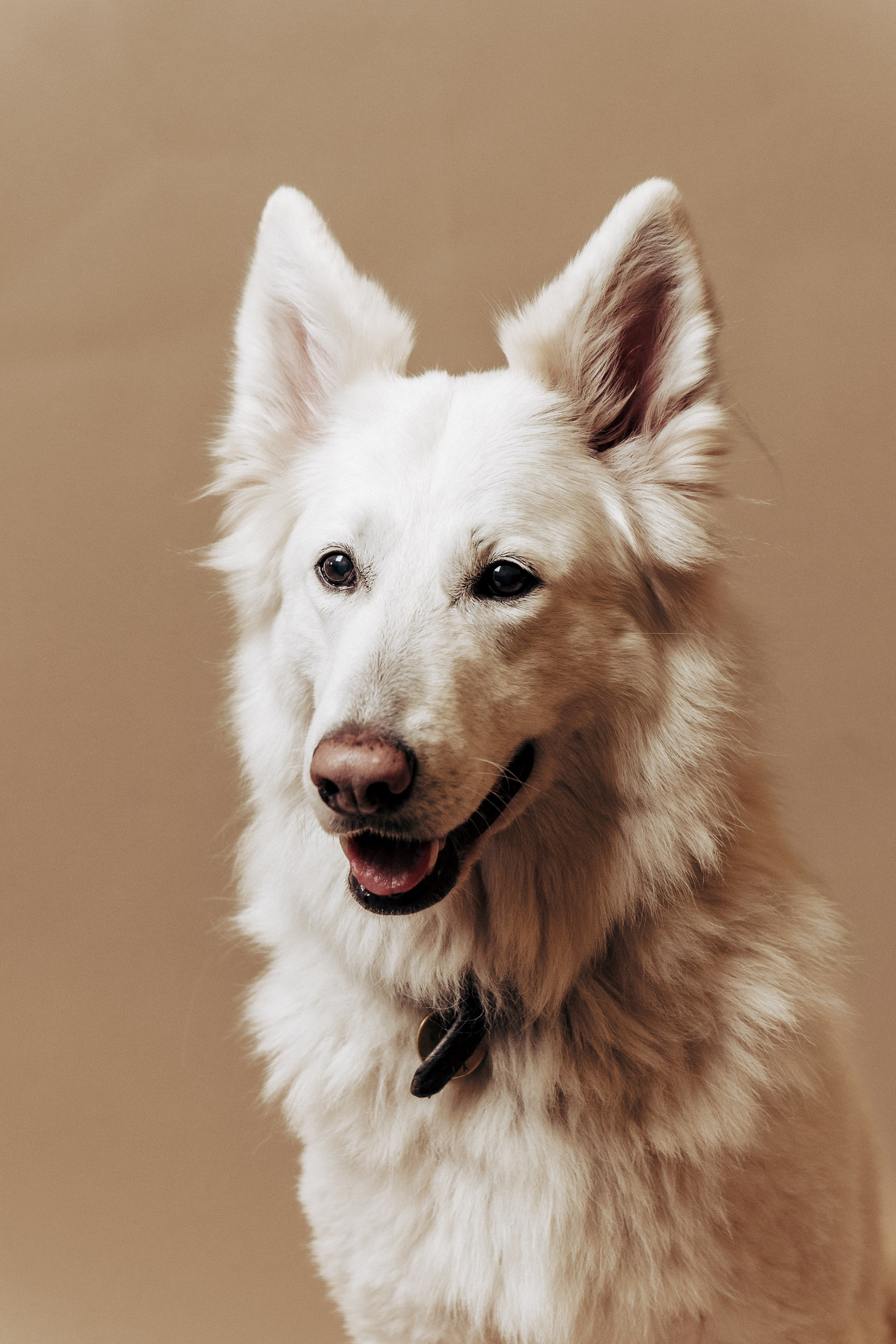 Репортажная фотосессия «День питомца-донора». Профессиональный фотограф в Санкт-Петербурге Александр Волосенцев