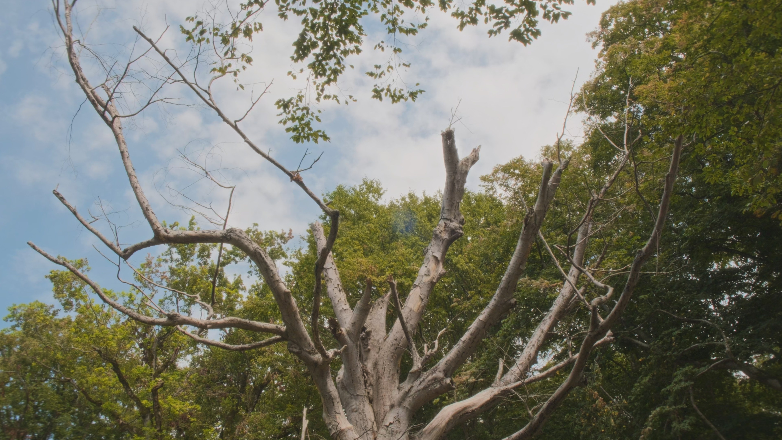 Серая Баба. Абхазия. Главная