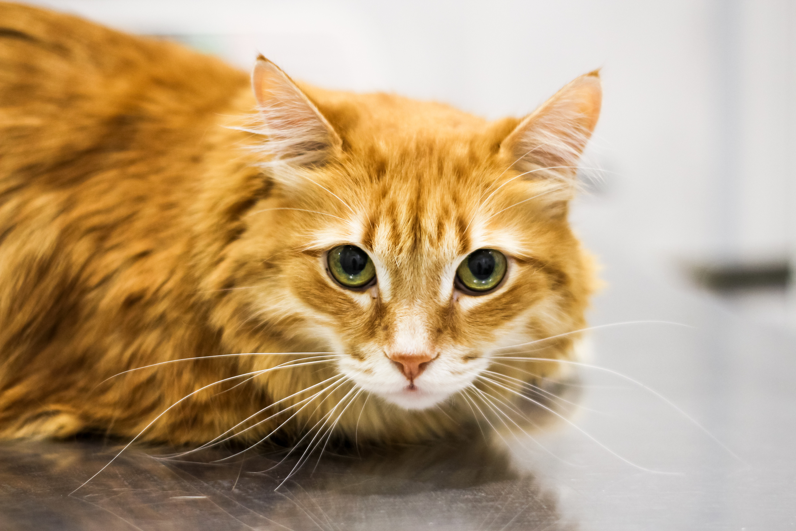 Визуал. Визуализатор | Контент-фотограф Хоршева Анастасия