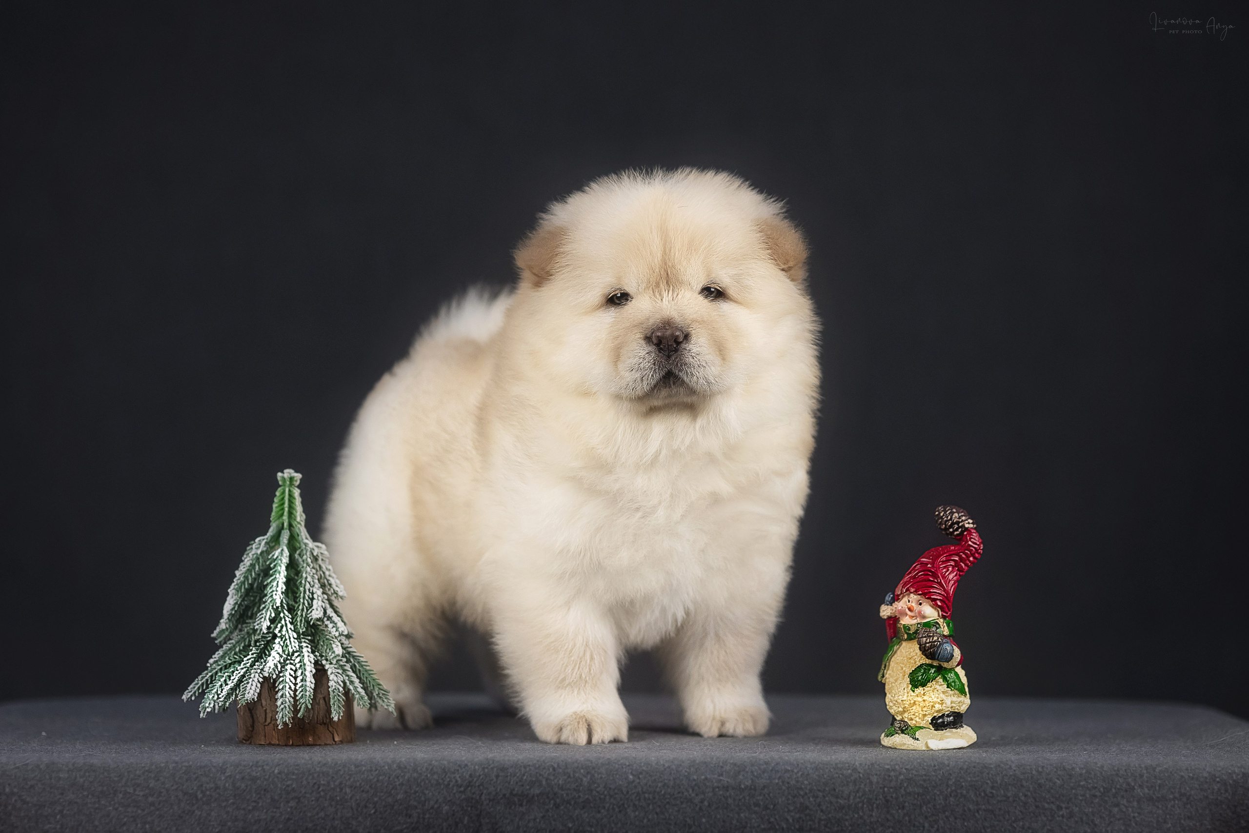 Чаушки. Фотограф анималист Аня Ливанова | Рыбинск
