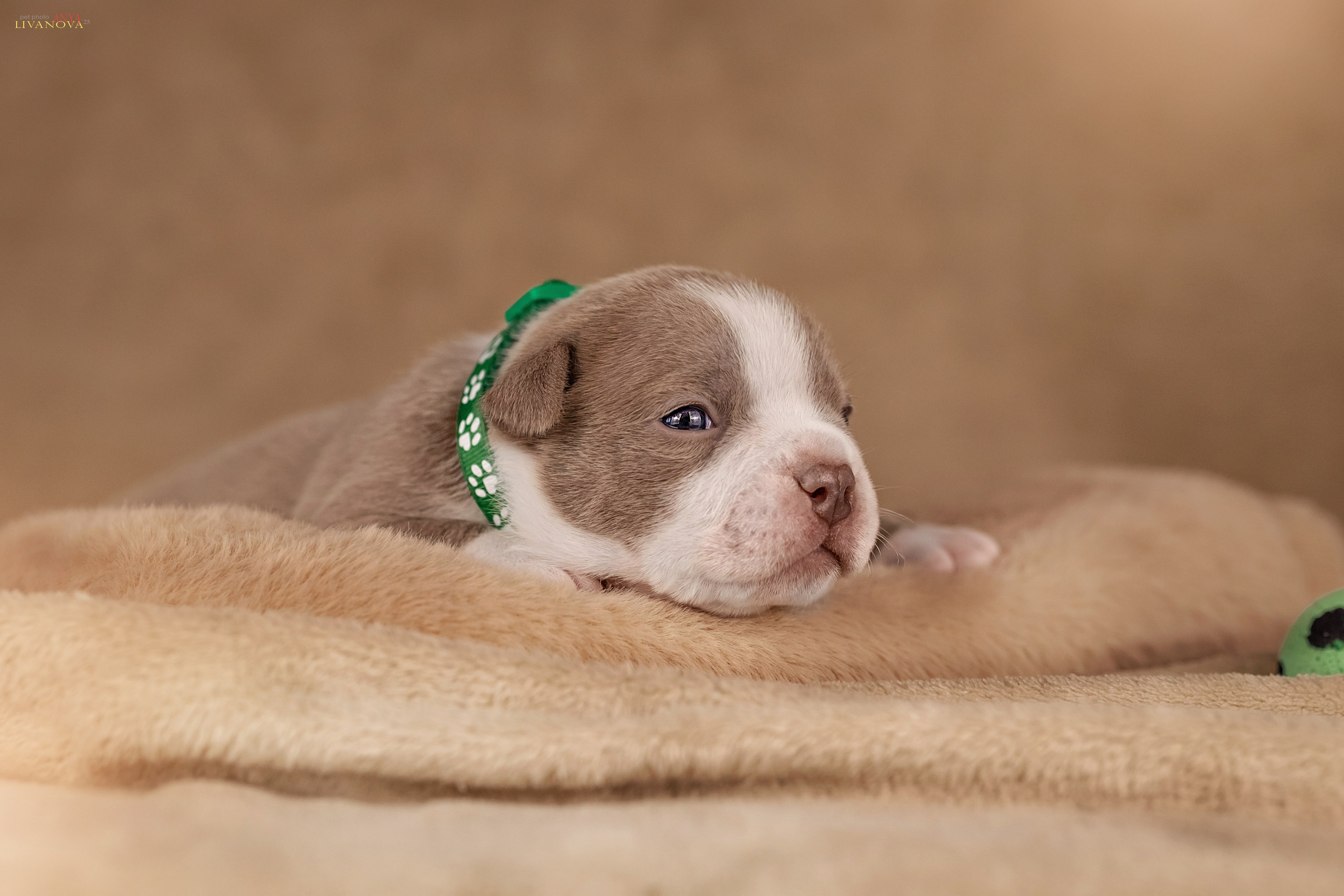 Амбулли. Фотограф анималист Аня Ливанова | Рыбинск