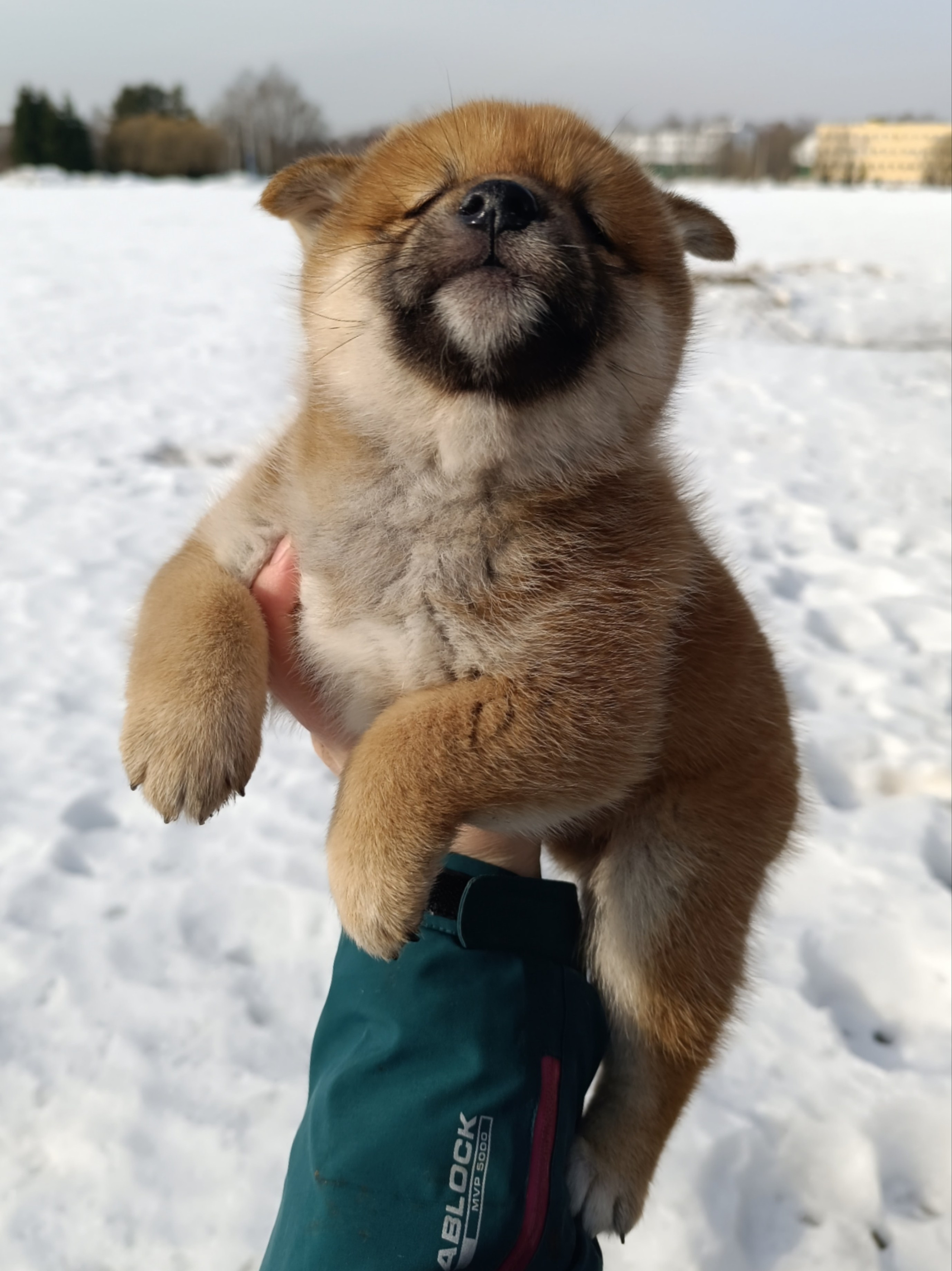 Сиба Rubylight Everest питомник Рубилайт 