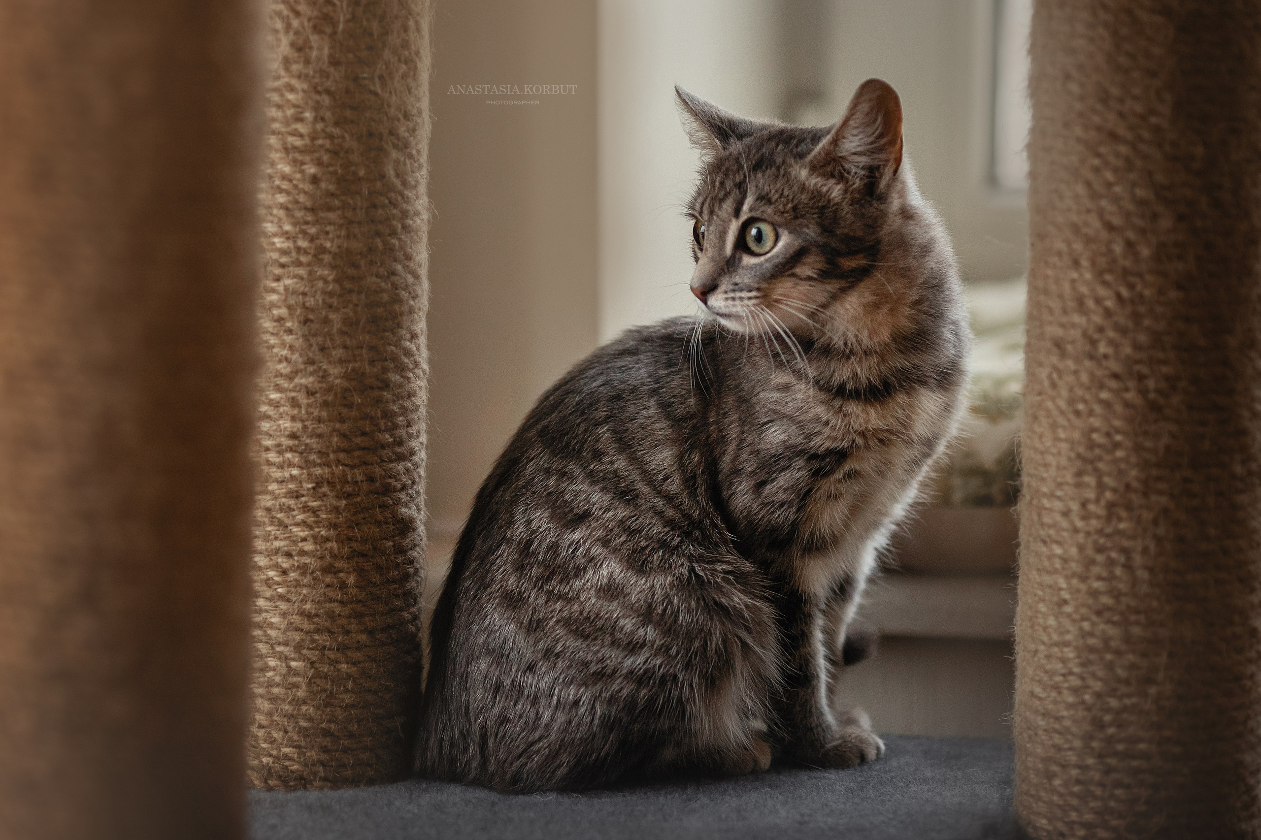 Котята в добрые руки. Арт фотограф в Минске Анастасия Корбут