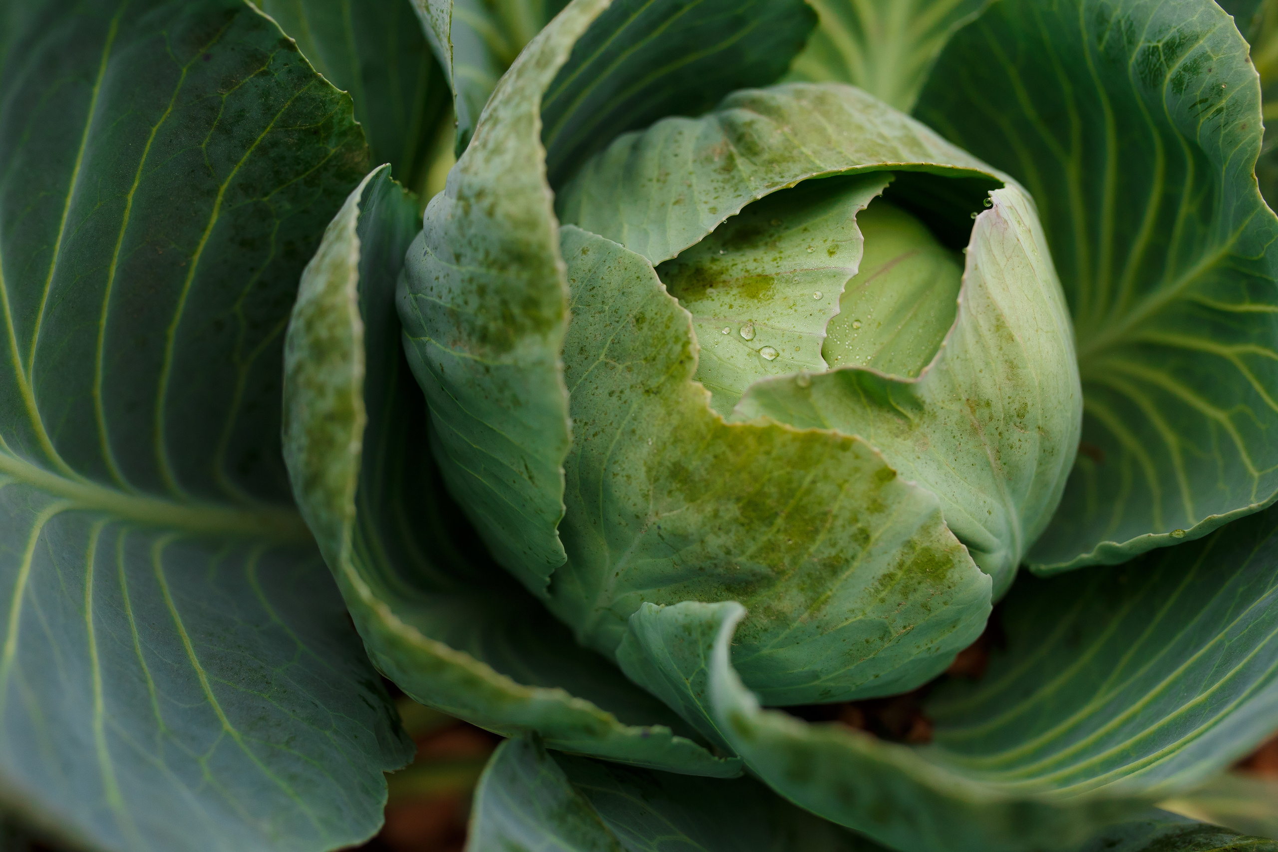 Беременная съёмка для Наташи. Свадебный и семейный фотограф Витебск, Минск, Андрей Павлов